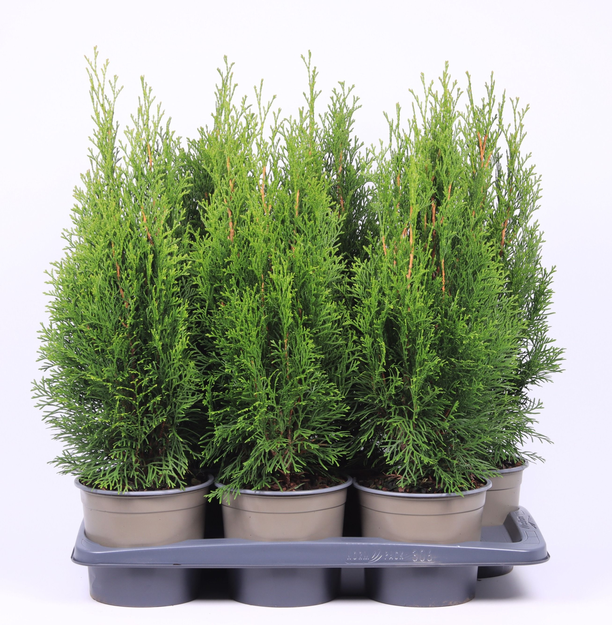Thuja occidentalis 'Smaragd', D 17