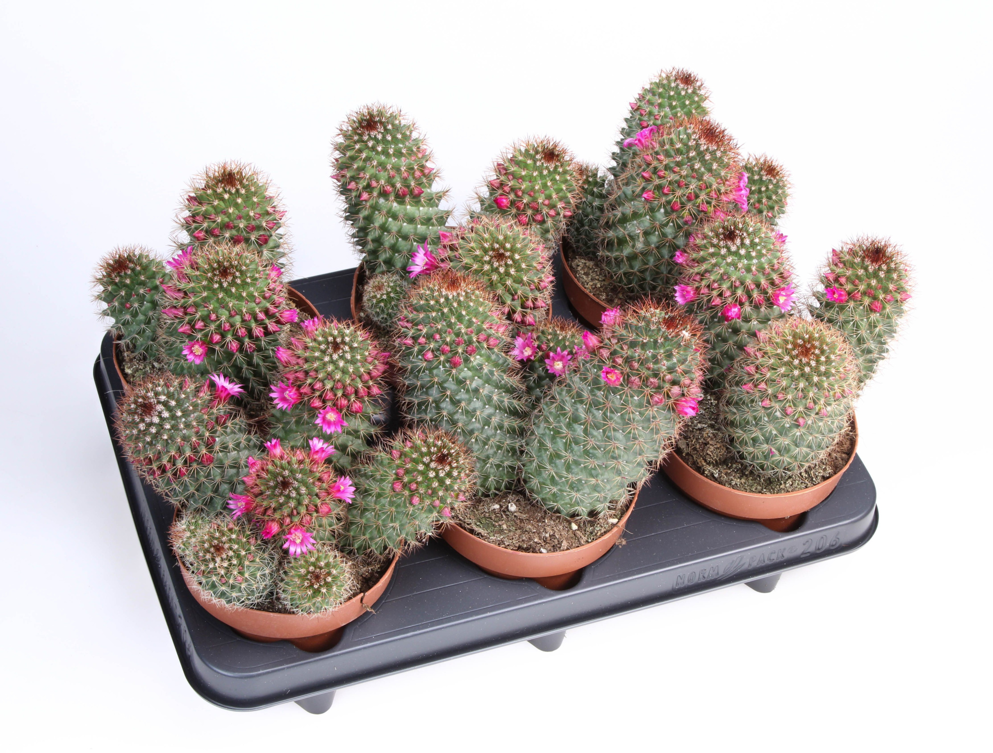 Mammillaria bloei ernestii, D 12