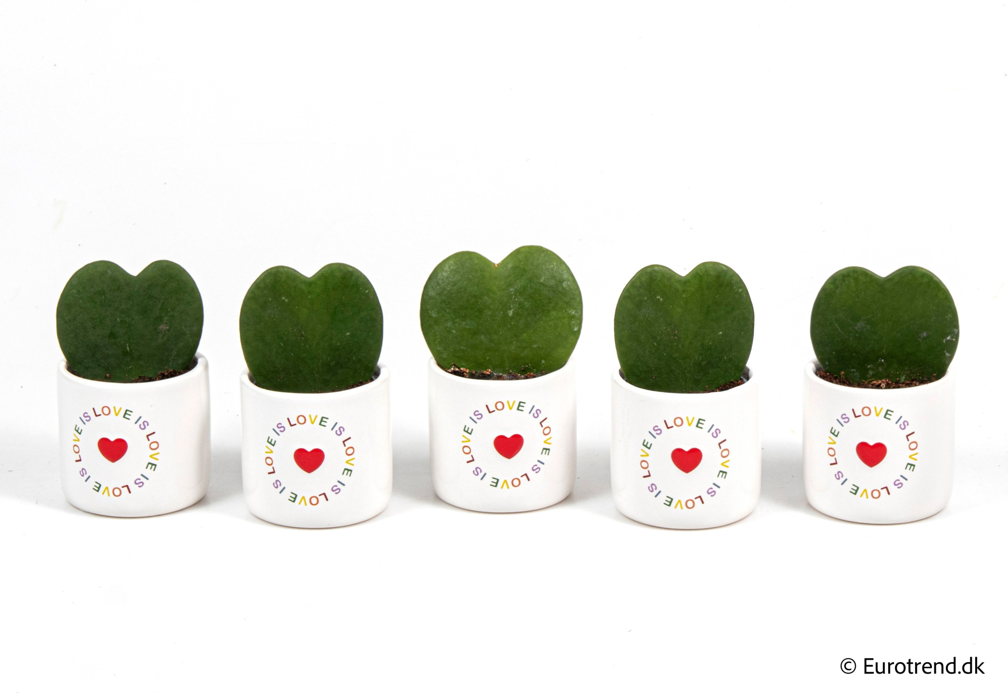 Hoya single heart in Valentine ceramic 2026, D 6