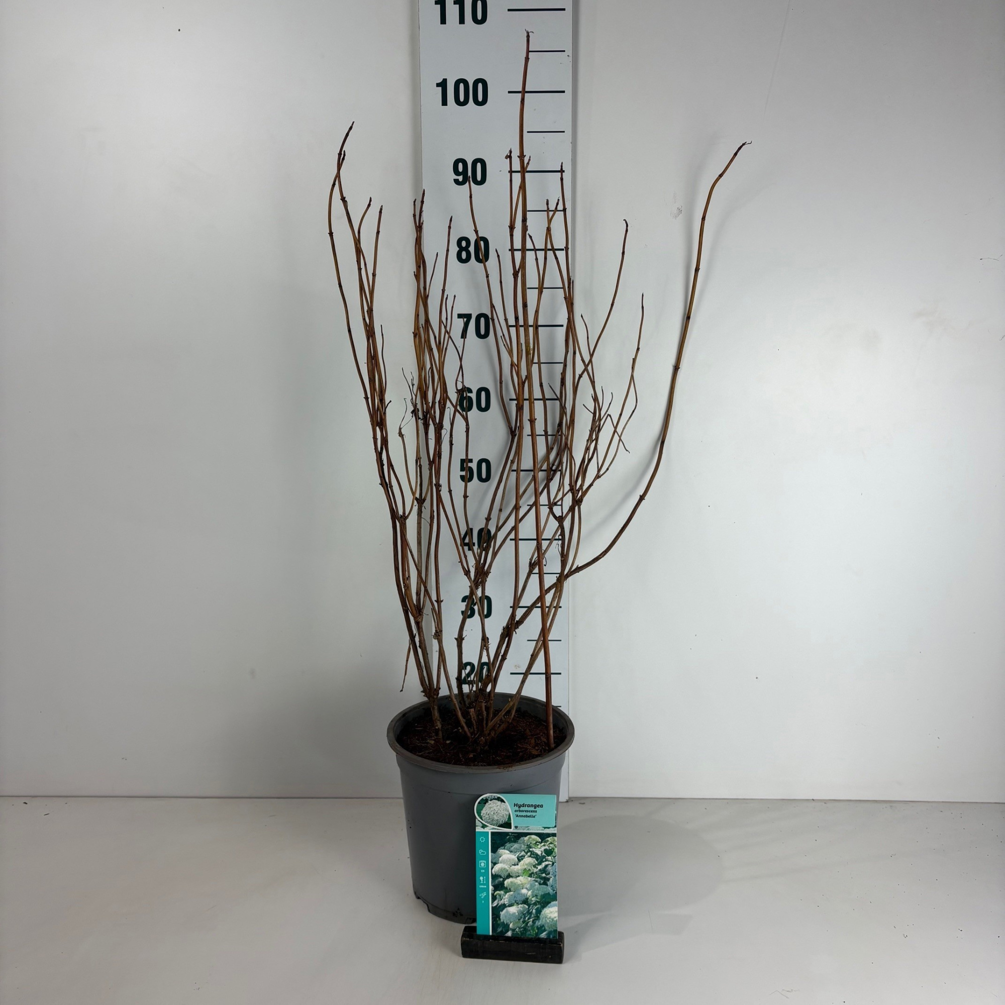 Hydrangea arborescens Annabelle, D 24