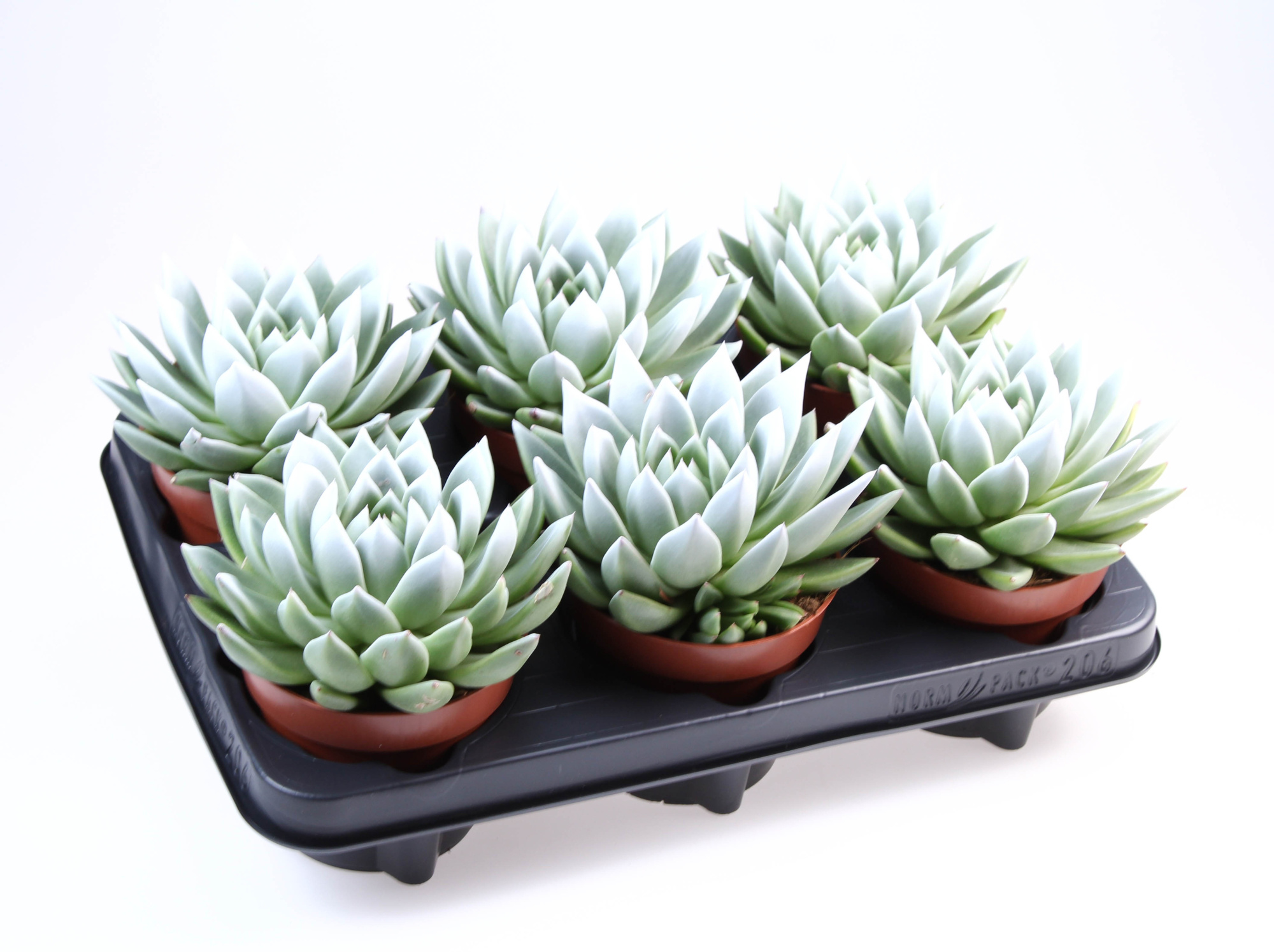 Miranda white tips, D 12