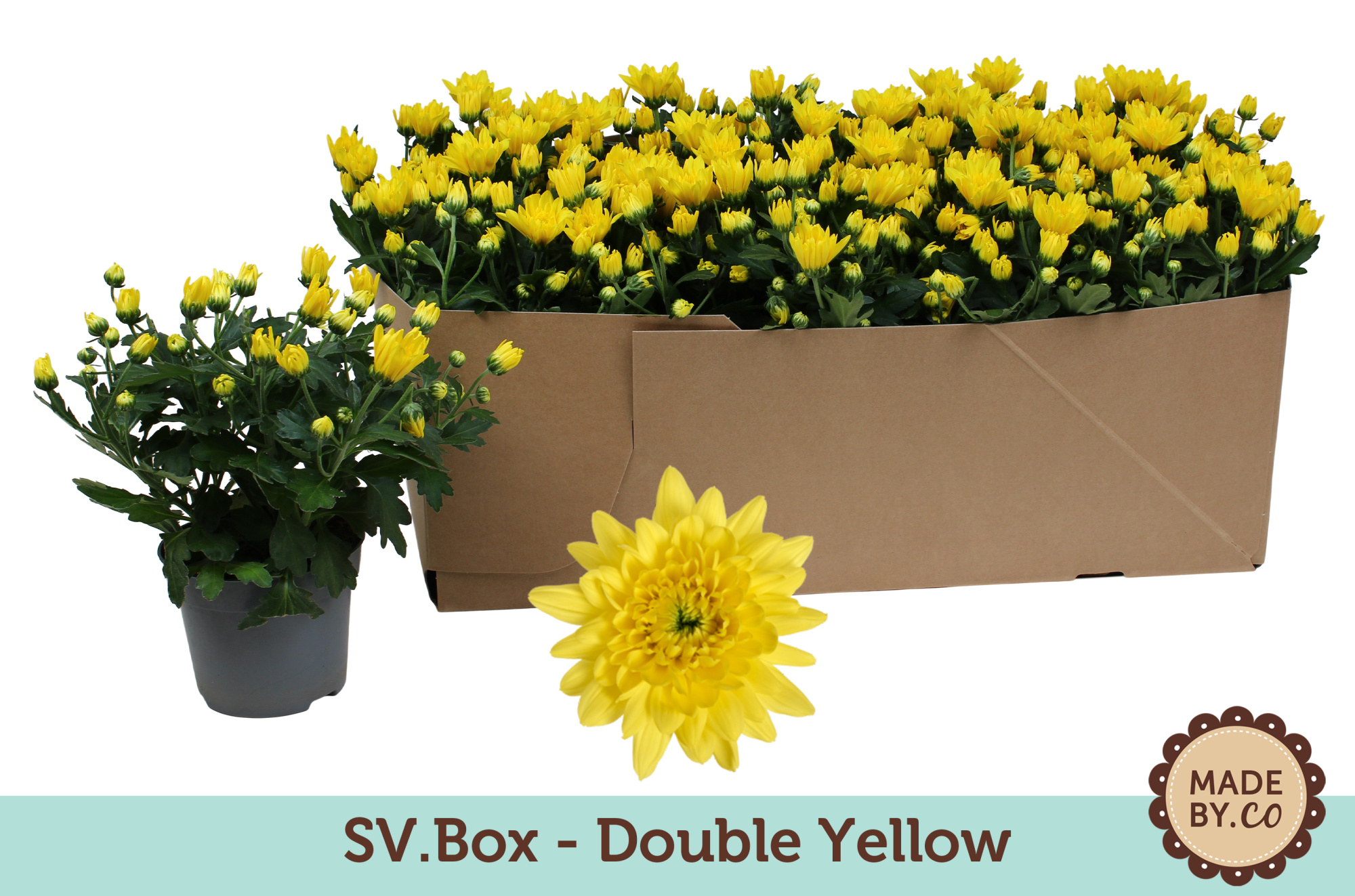 Chrysant Double Yellow in SV.Box, D 12