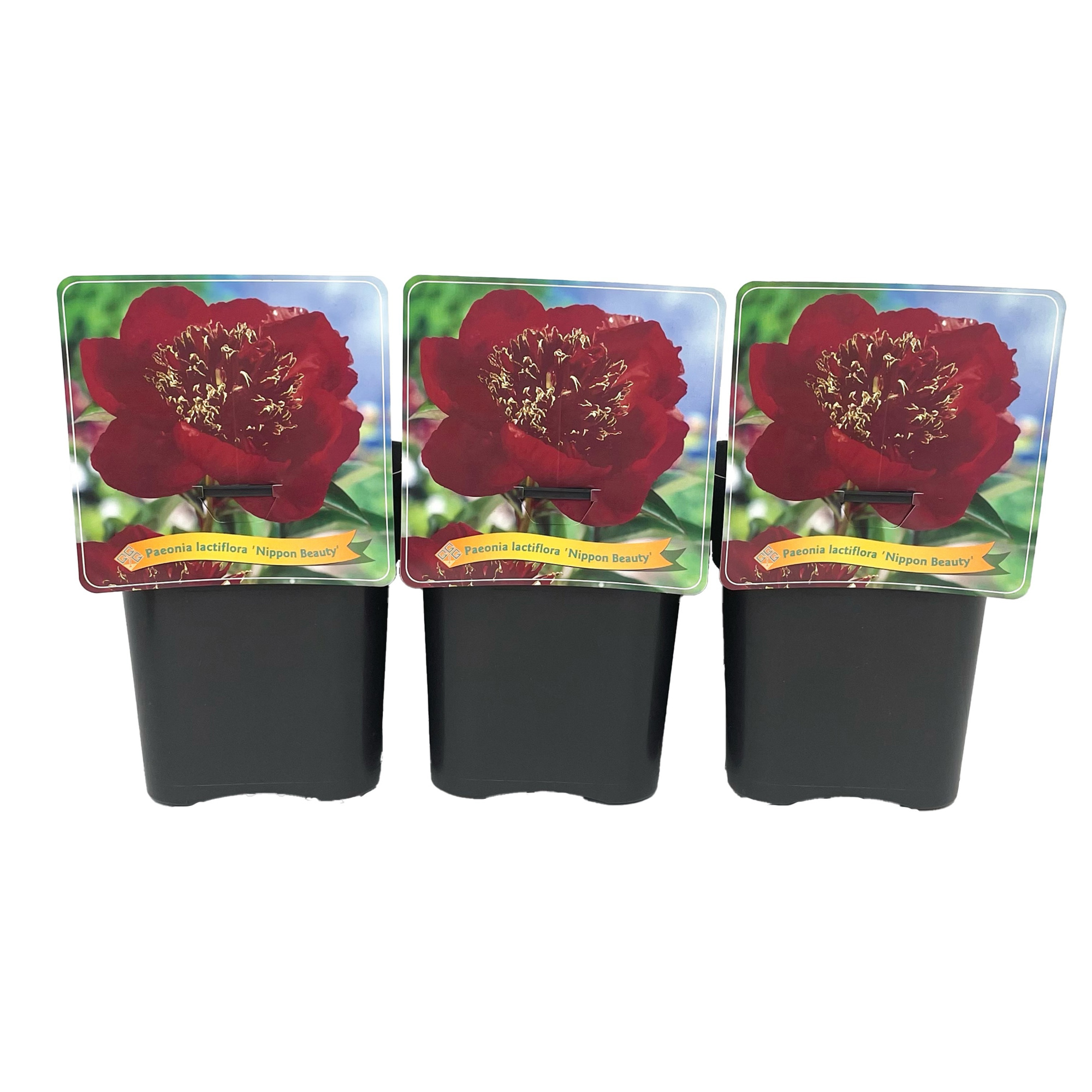 Paeonia Lactiflora 'Nippon Beauty' C5, D 21