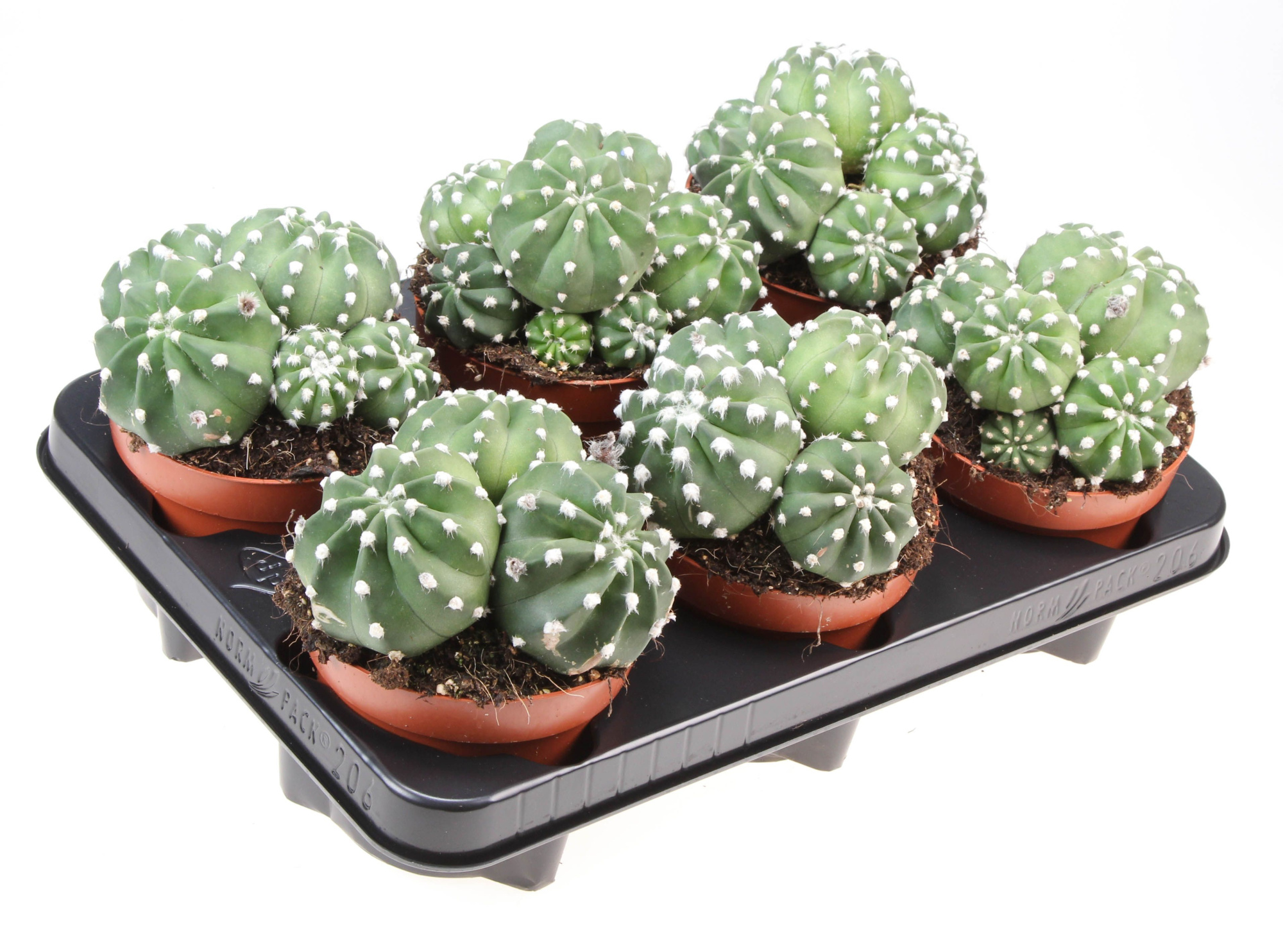 Echinopsis Denudatum, D 12