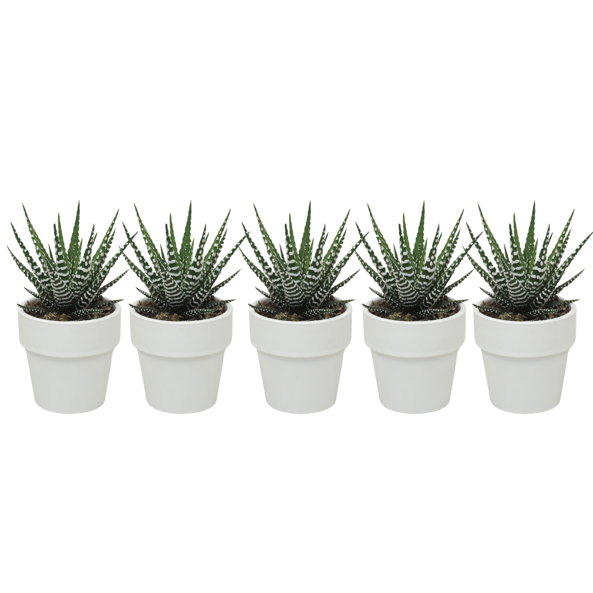 Haworthia big band in 6 cm 'Wit Kraagpotje', D 5,5