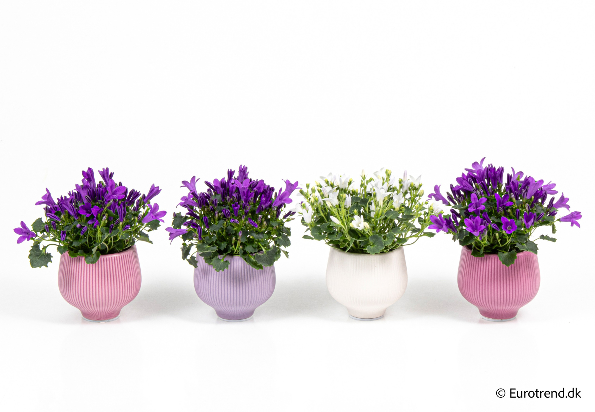 Campanula in Valentine ceramic 2026, D 6