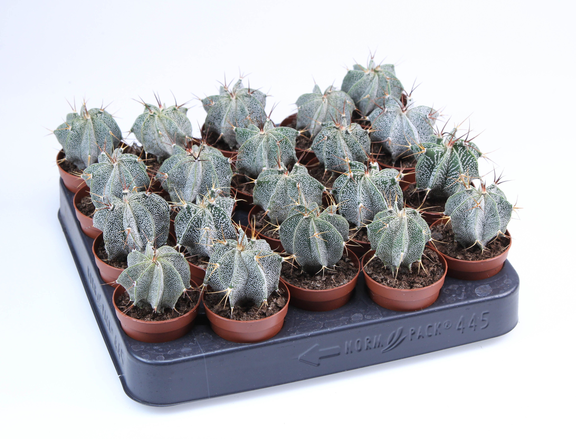 Astrophytum Ornatum E, D 5,5