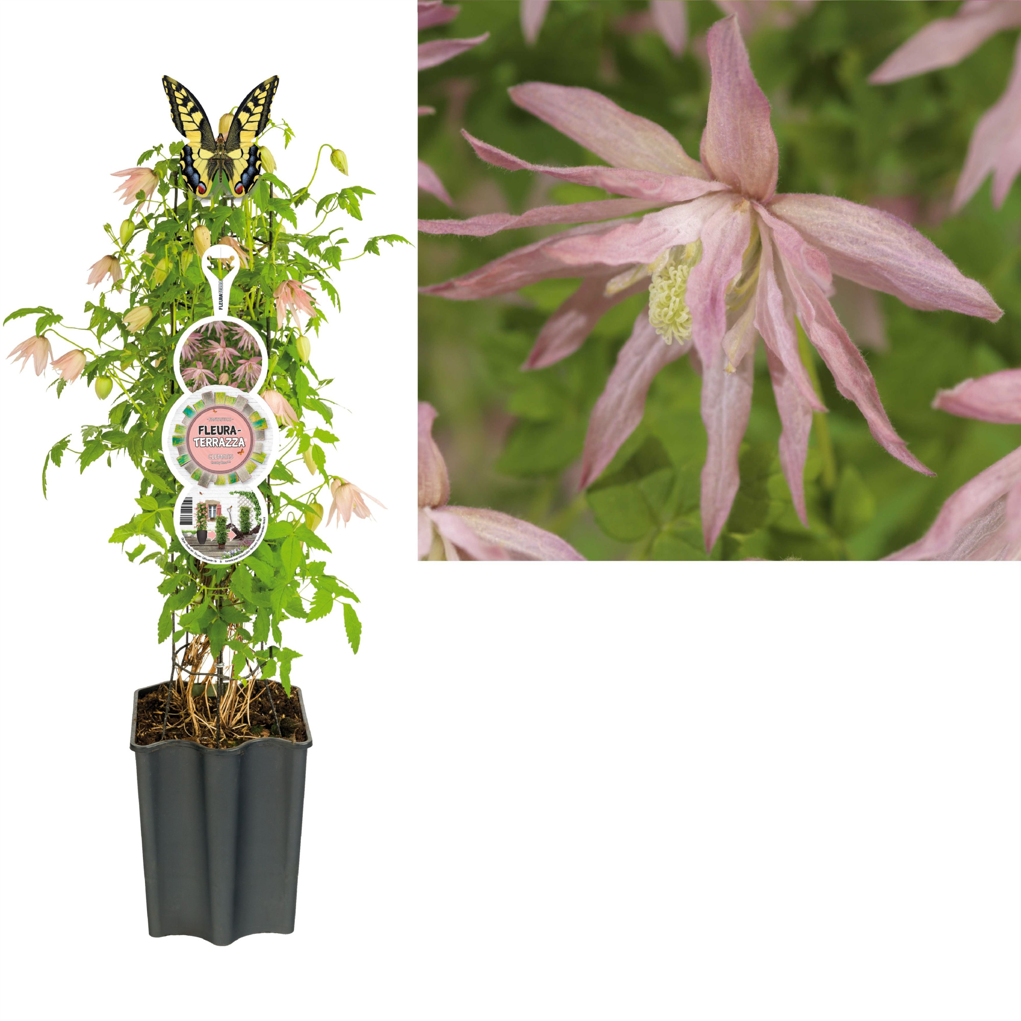 FleuraTerrazza W320 Clematis Country Rose PBR +label, D 19