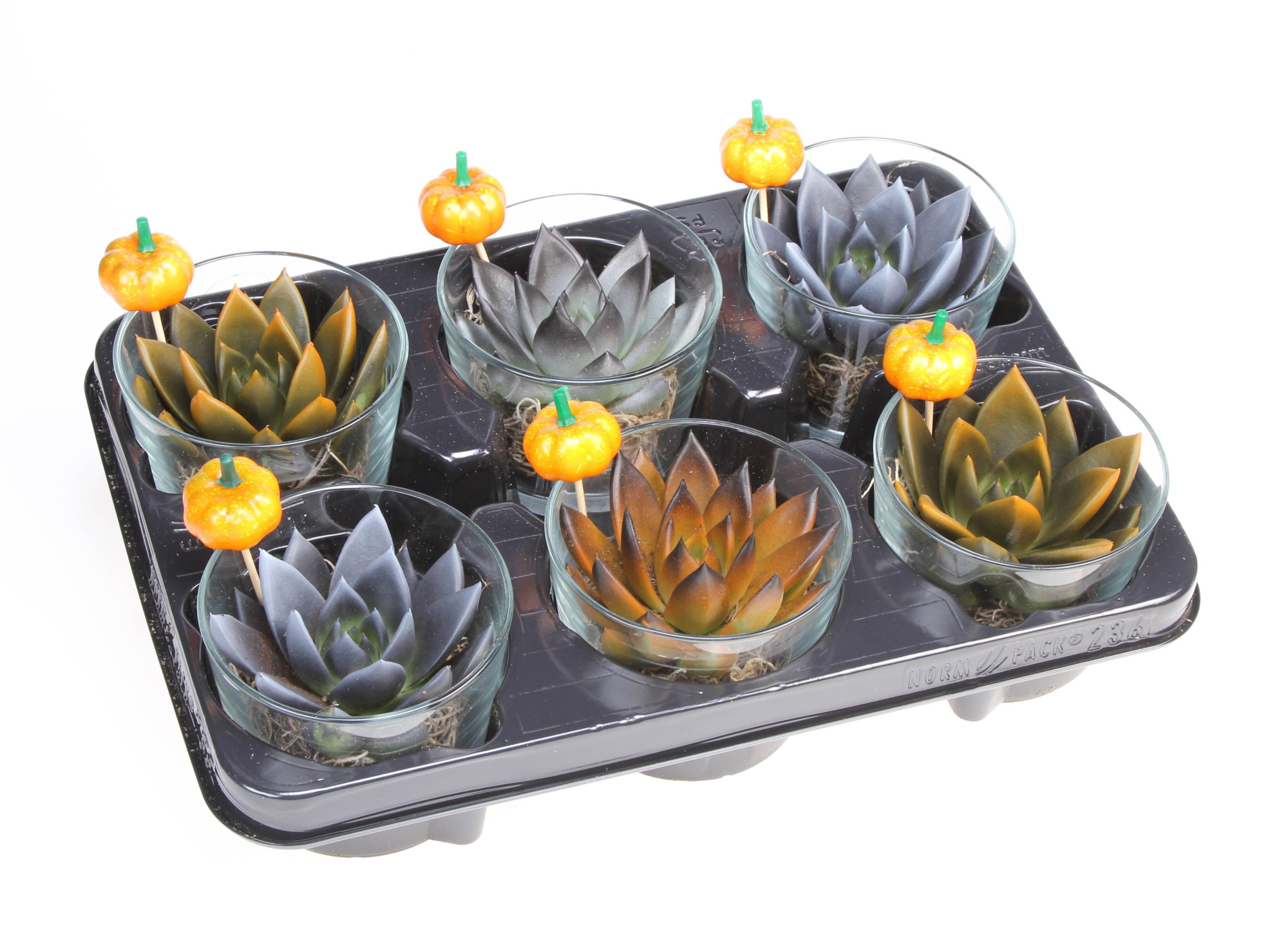 Halloween in glas + pompoen, D 10