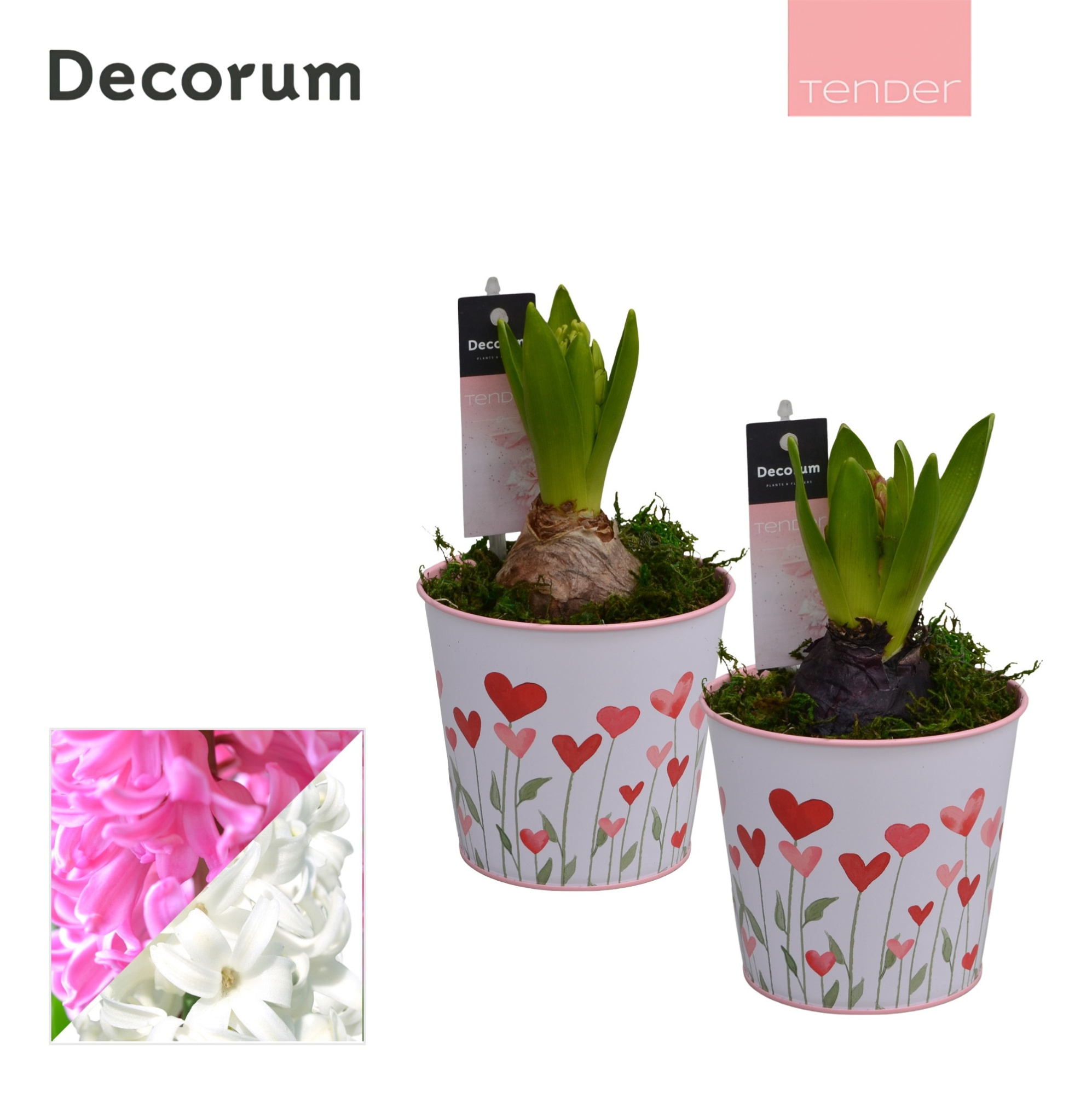 Hyacint Growing Love HL15984 [TENDER], D 10