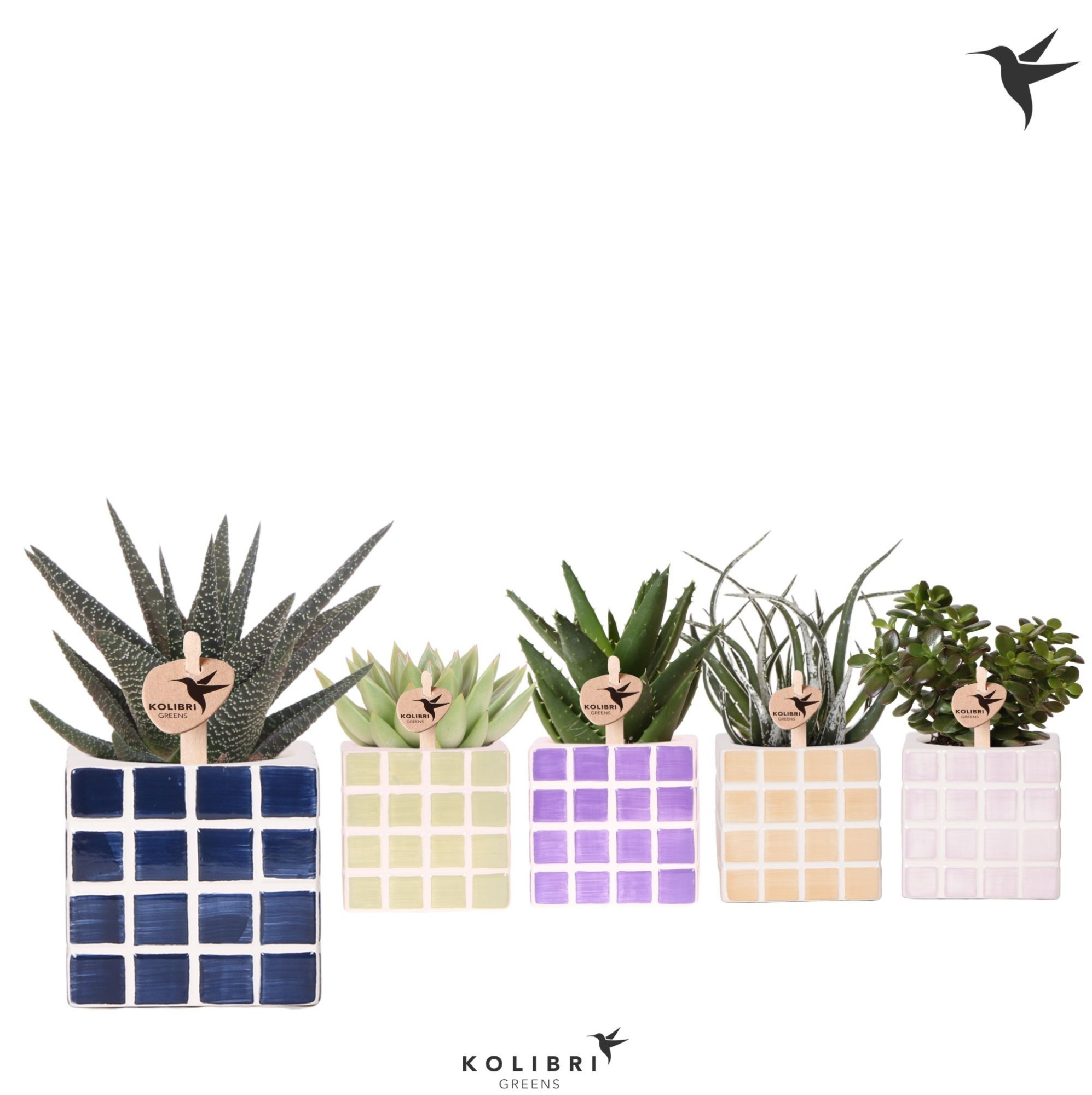 Kolibri Greens Succulenten mix in Mosa pot mix, D 9