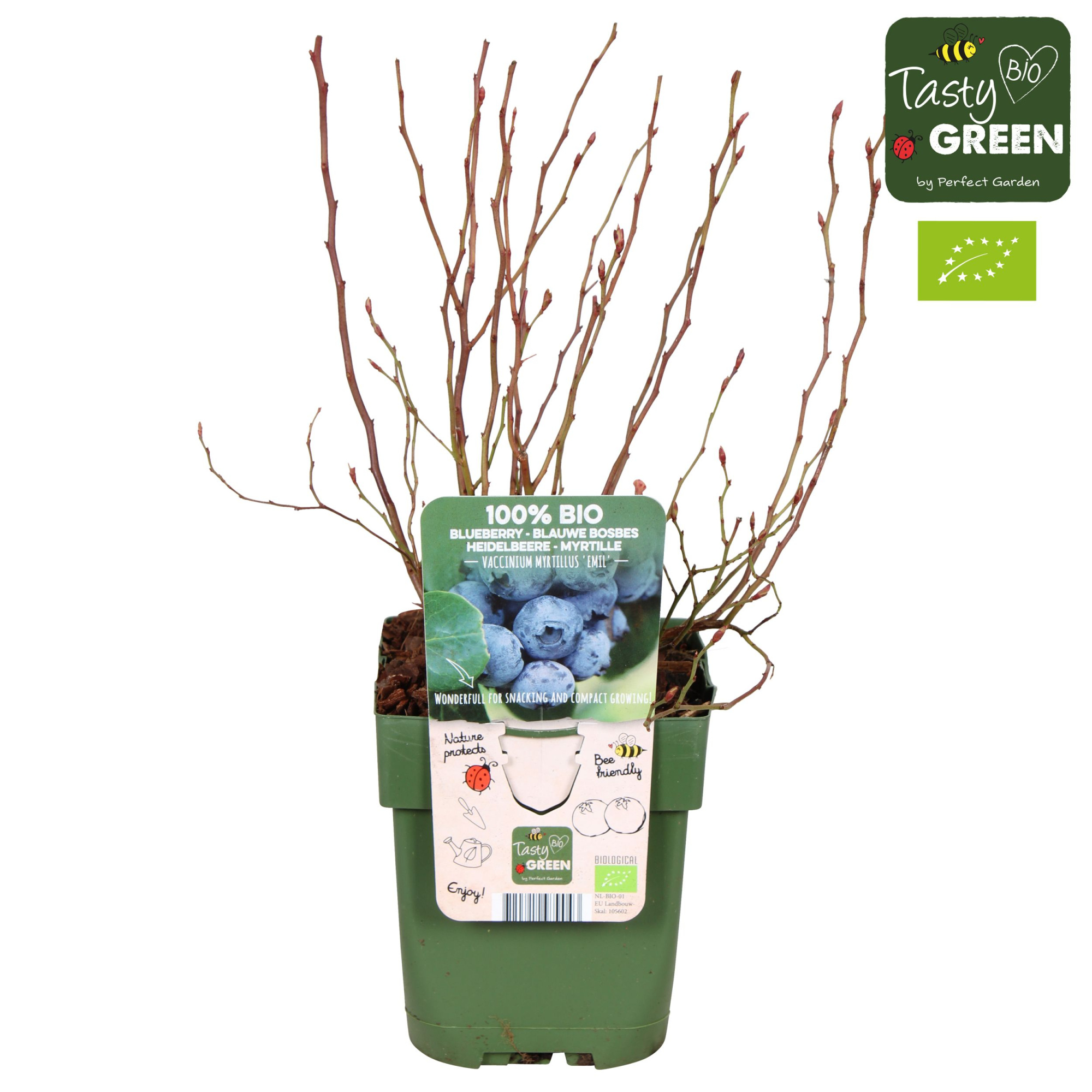 Vaccinium myrtillus 'Emil' Bio P13, D 13
