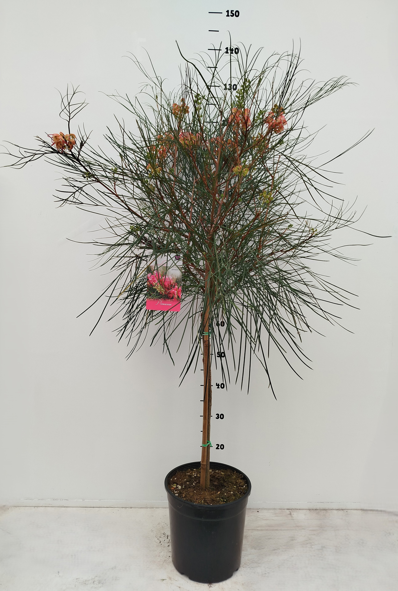 Grevillea johnsonii, D 24