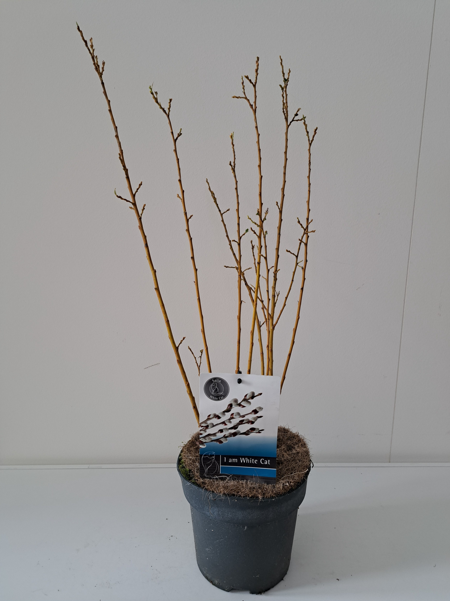 Salix Tetrapla Bush P17, D 17