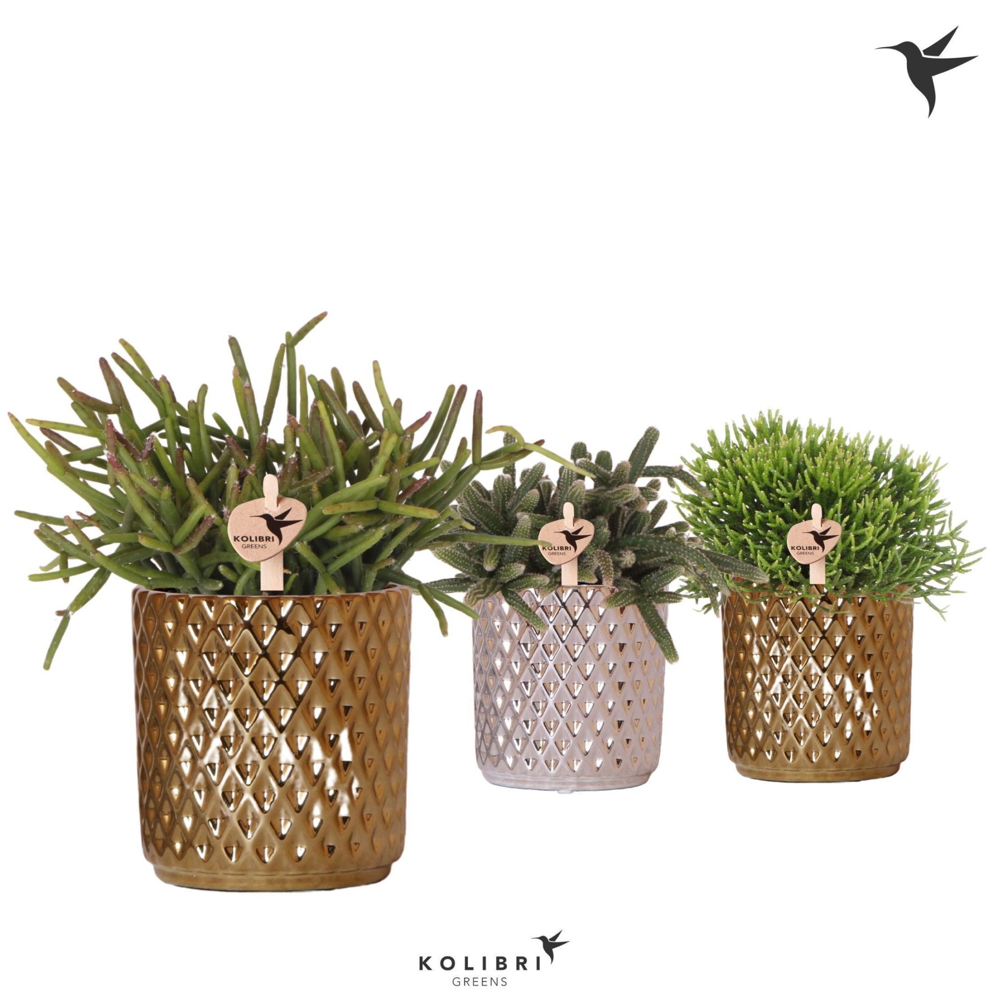 Kolibri Greens Rhipsalis mix in Diamond pot gold silver mix, D 9