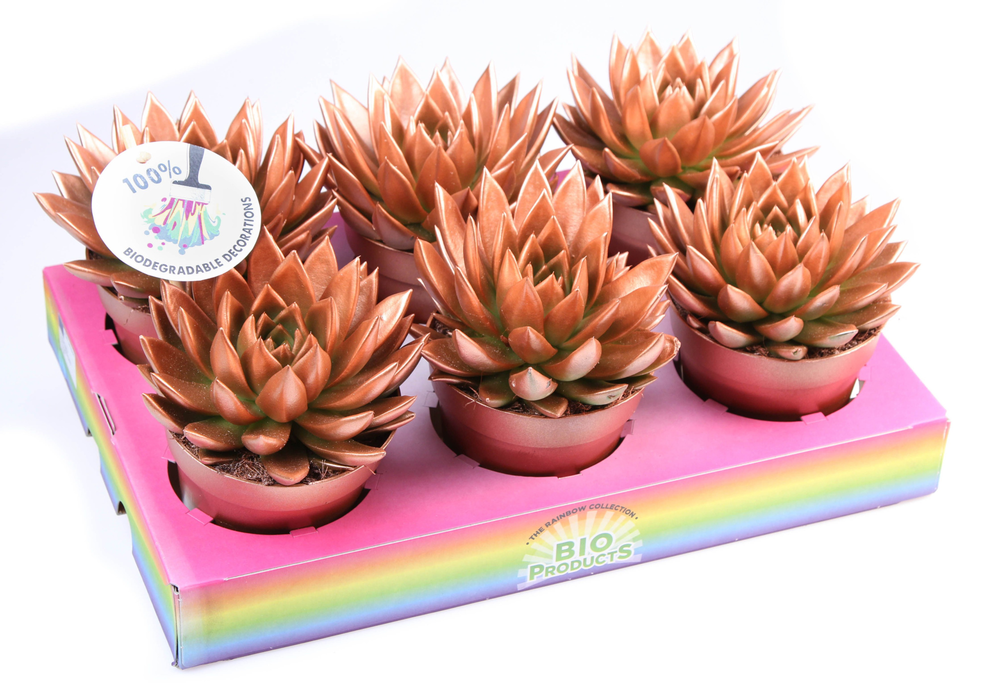 Bio miranda rainbow bronze, D 12