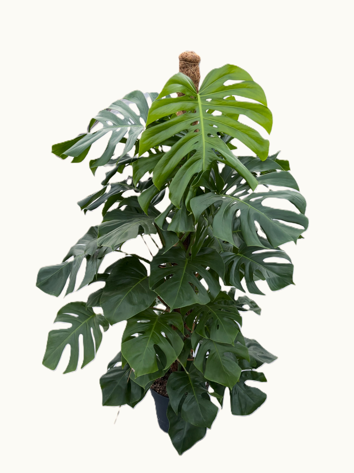 Monstera Pertusum Grp, D 27