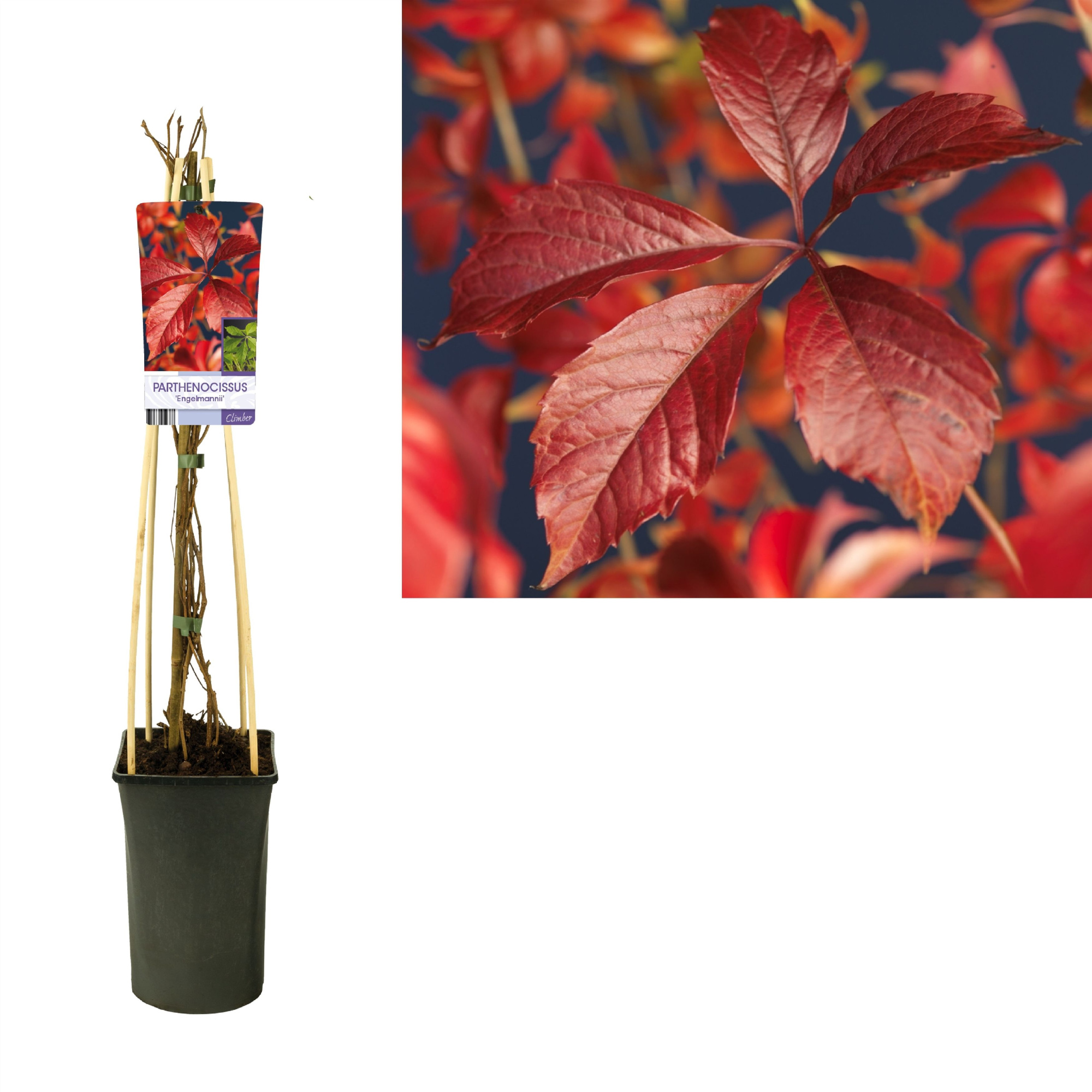 Parthenocissus 'Engelmannii' +light label, D 17