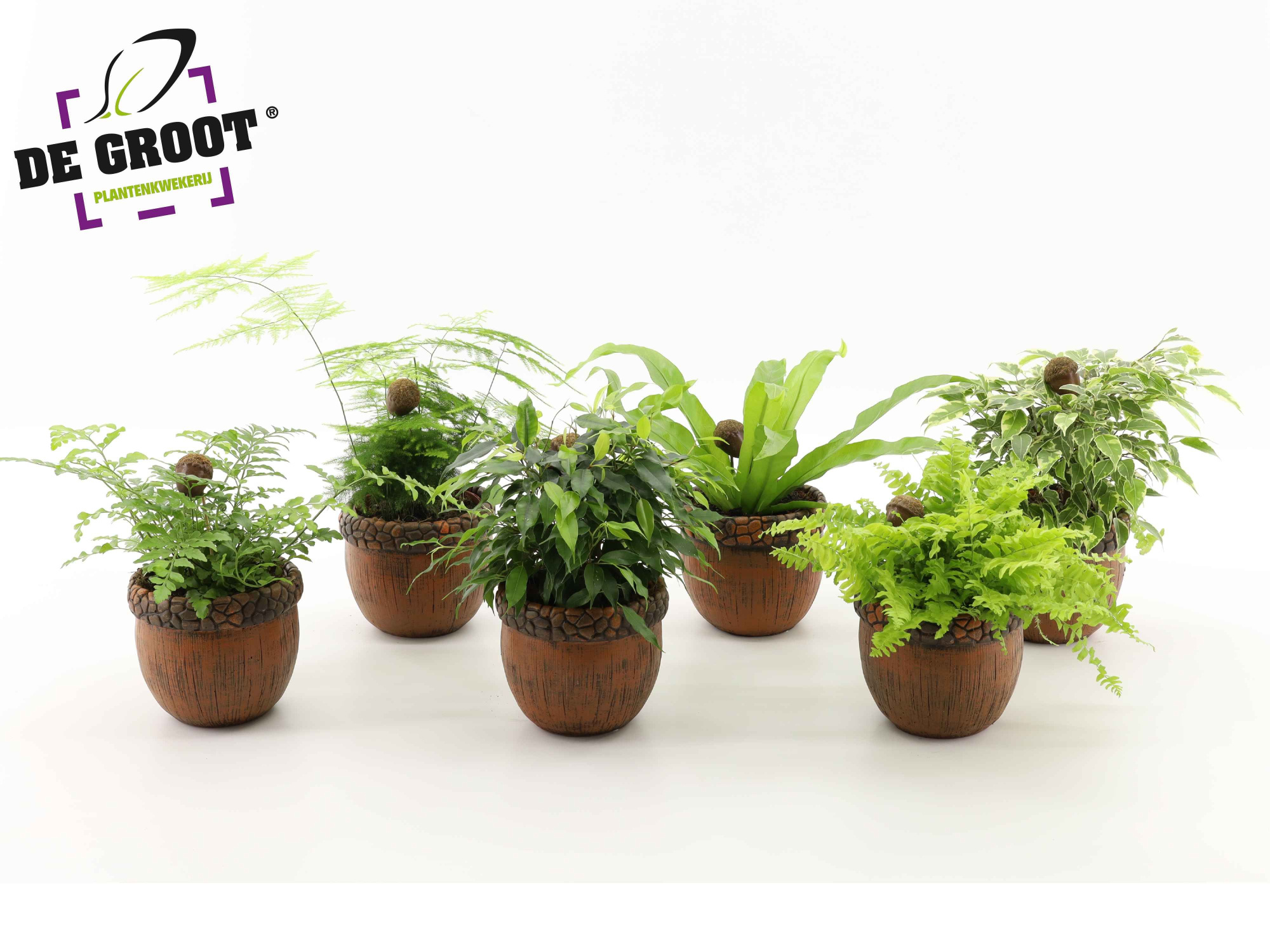 Groenmix in eikelpot + bijsteker, D 12