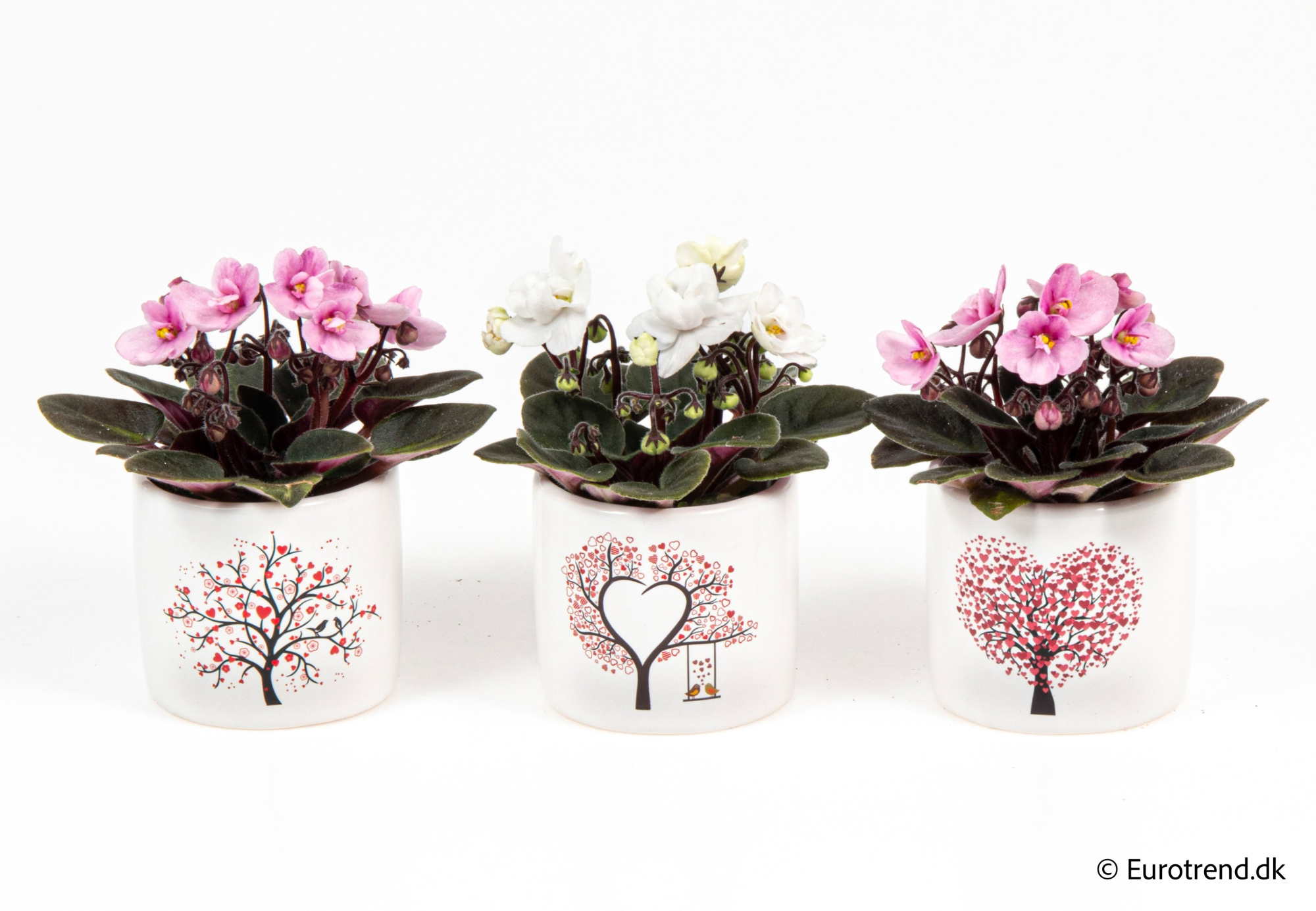 Saint paulia in Valentine ceramic 2026, D 6