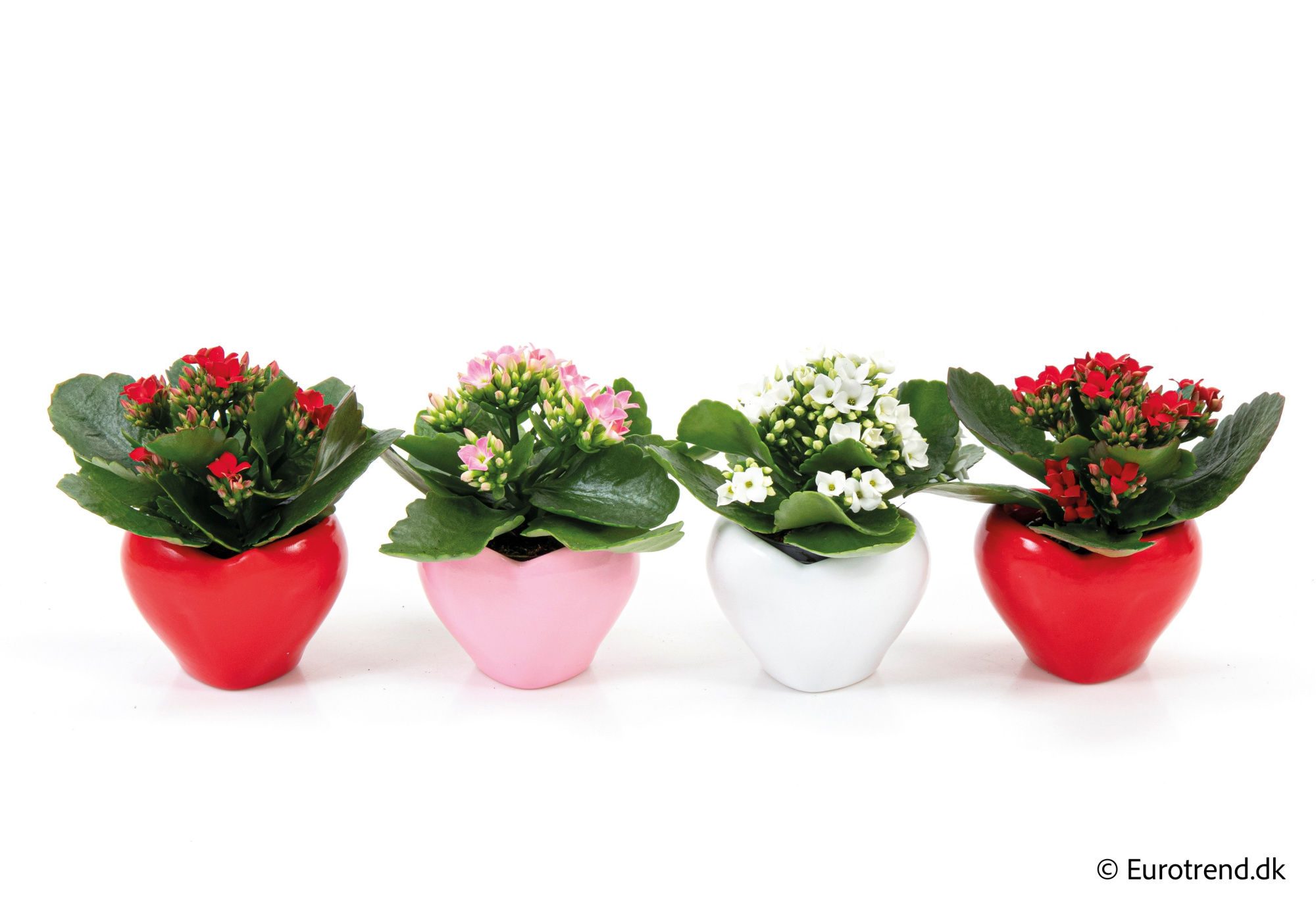 Kalanchoe in Valentine ceramic 2026, D 6