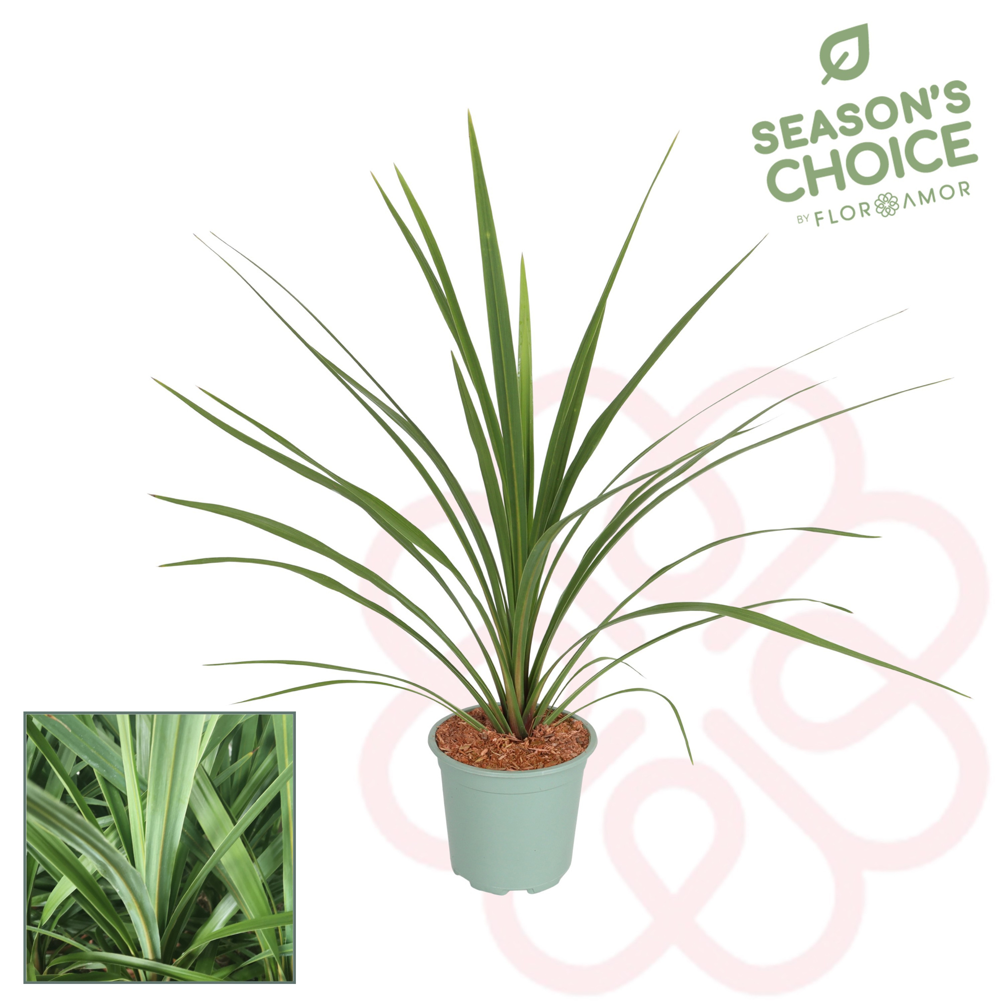 Cordyline 'Peko' 65 -75 cm, D 17