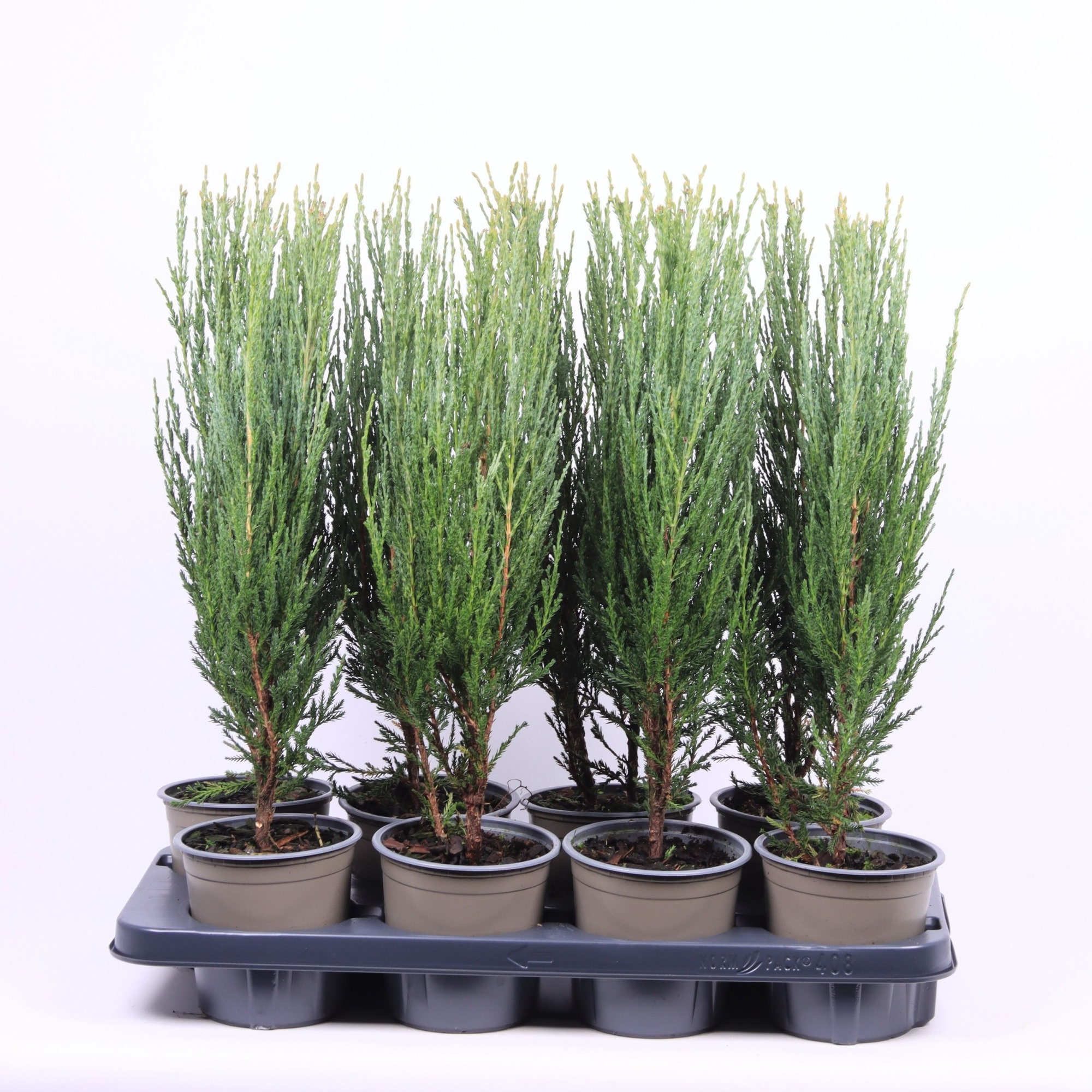 Juniperus scopulorum 'Blue Arrow', D 13
