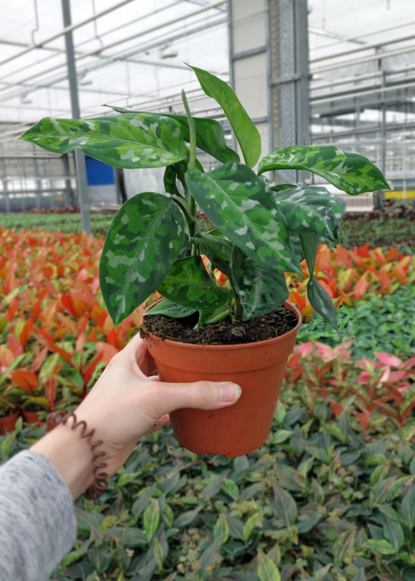 TDM P12 : Aglaonema Pictum Tricolor, D 12