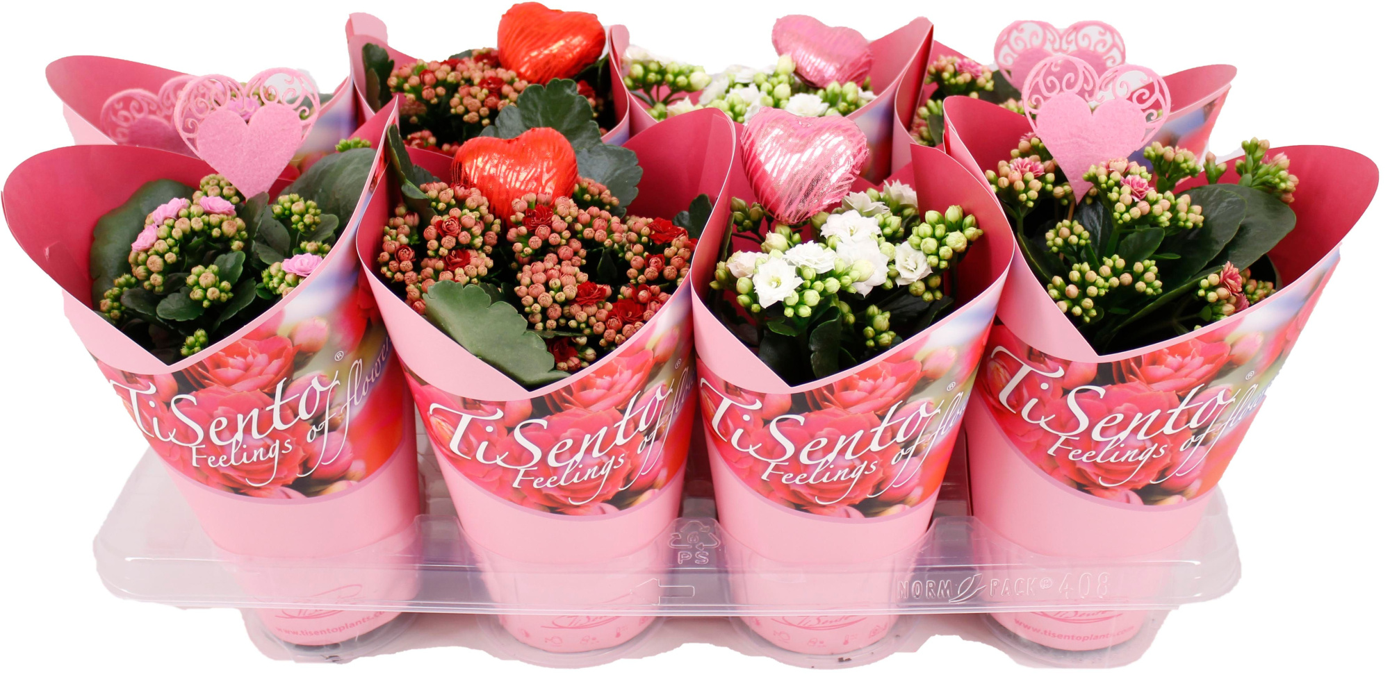 Calandiva 12 cm Mix in Giftcover Roze met Bijsteker, D 12