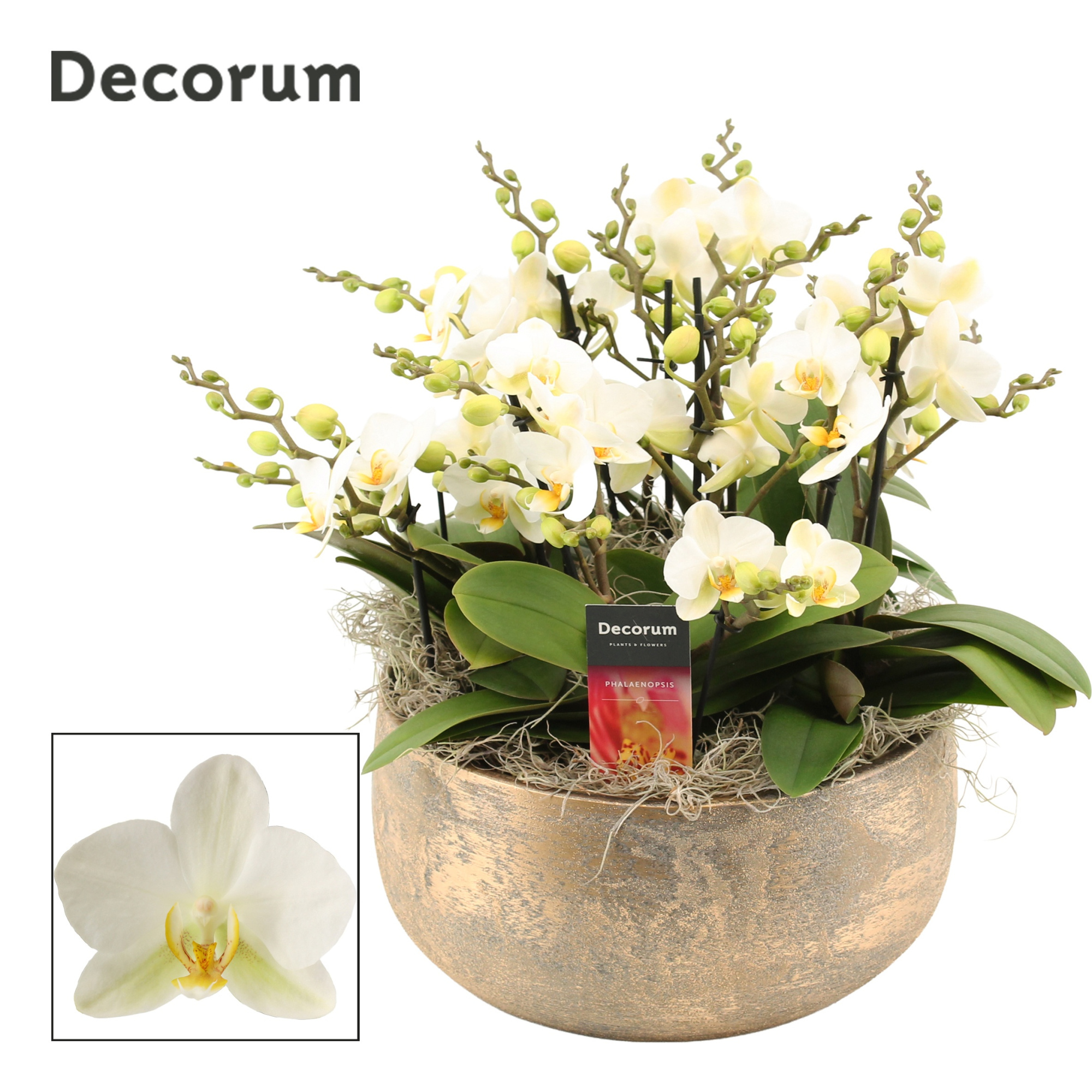 Imperio dazzling 9+ tak symphony Lausanne (Deco-collection), D 28