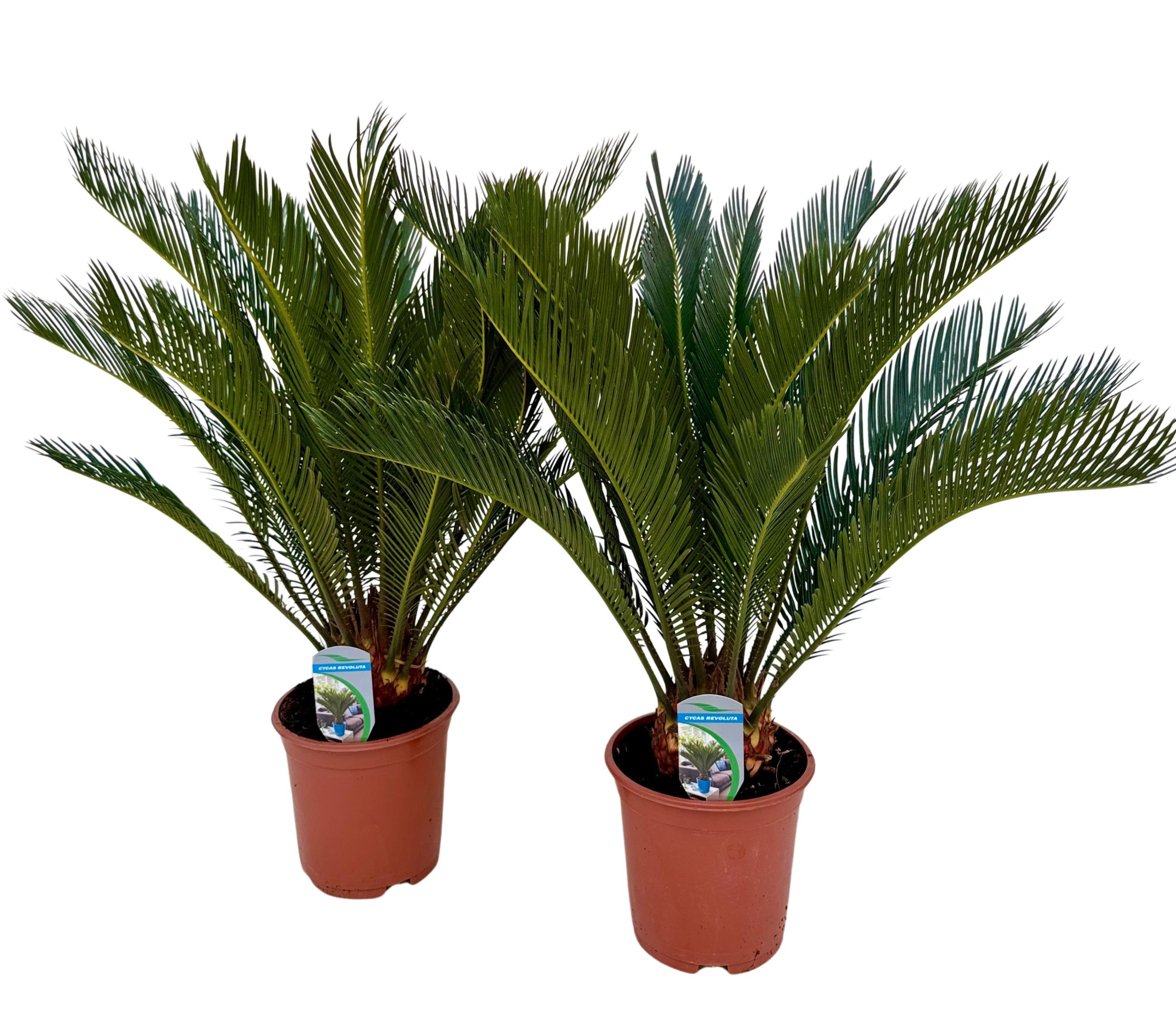 Cycas revoluta P19, D 19