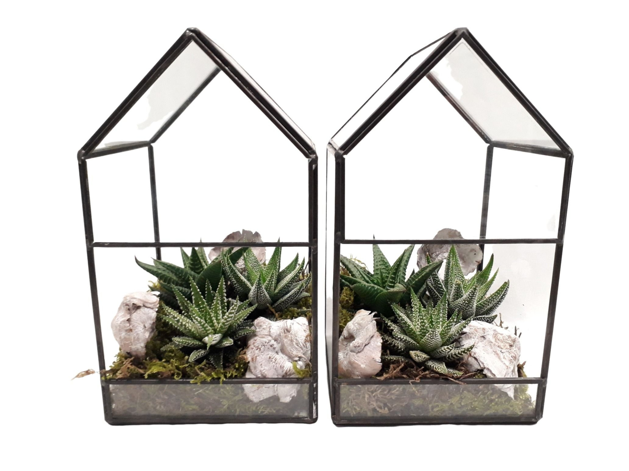 GHK12 H21 Terrarium glashouse Haworthia, D 12