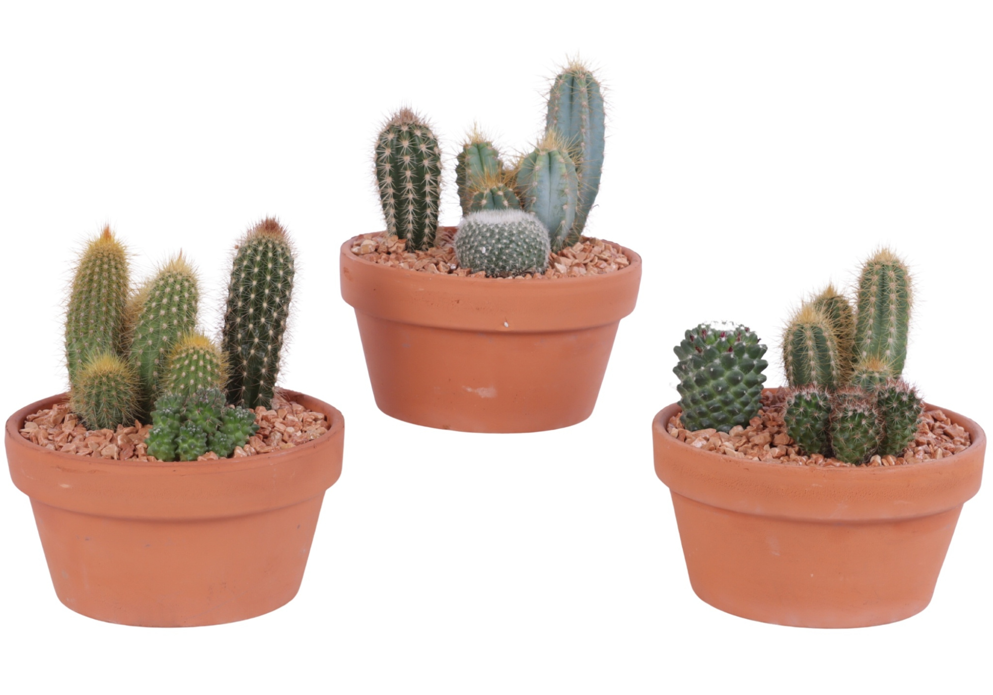 Yearround Arr. Cactus Ceramic Romana Terracotta Pot Ø17cm 3PP, D 17