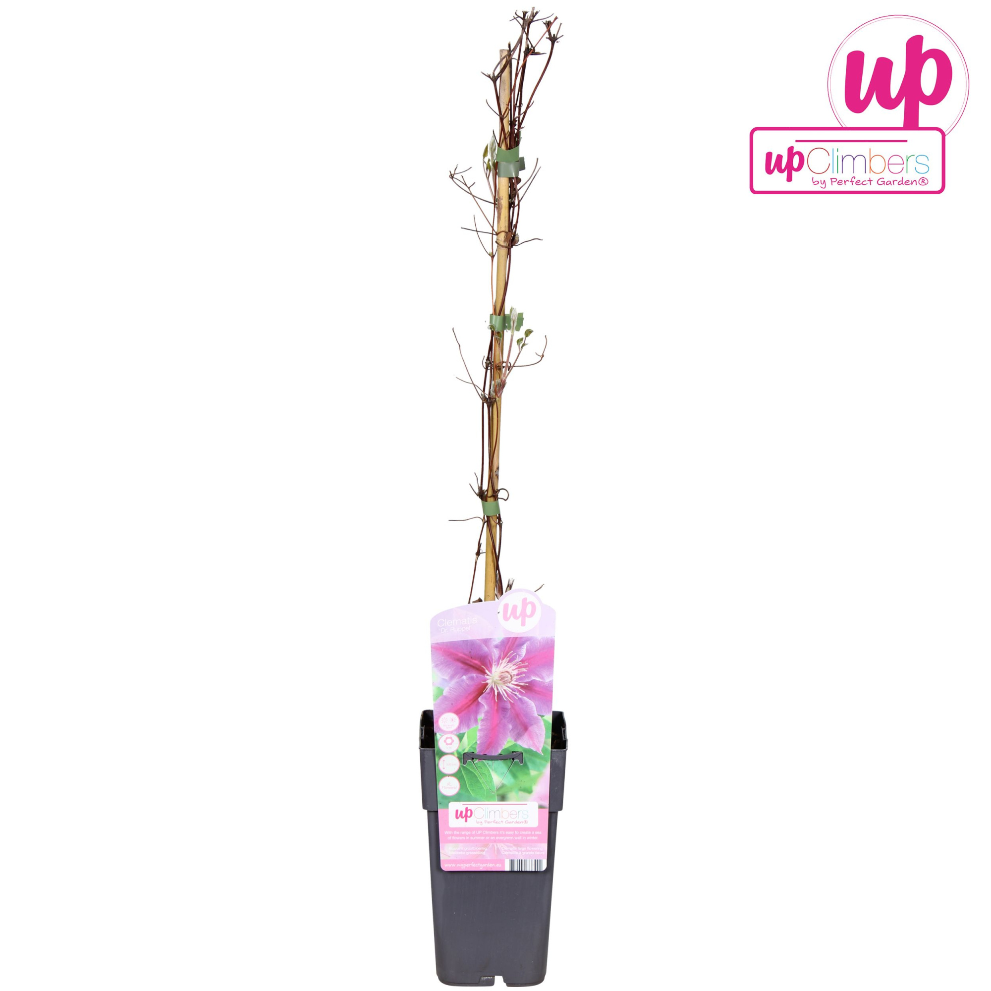 Clematis Dr Ruppel P15, D 15