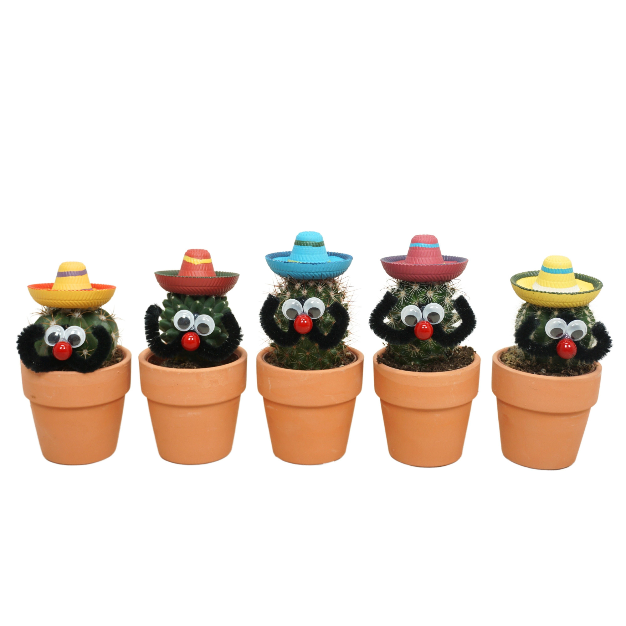 Cactus Mexicaan in 6 cm 'Terracotta Kraagpotje', D 5,5