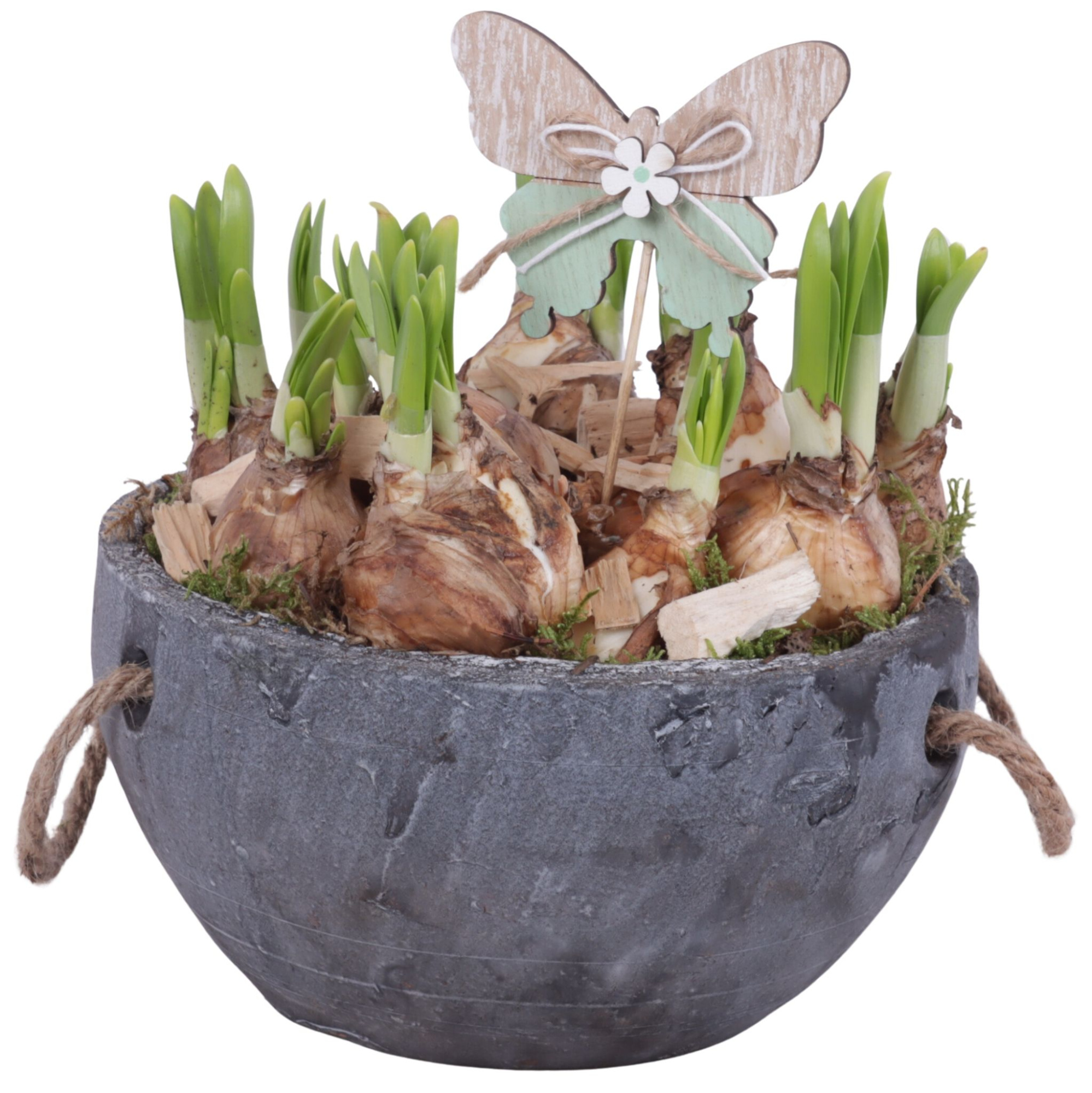 Bulbs Arr. Narcis Ceramic Pot with Rope Handle Ø20cm, D 20