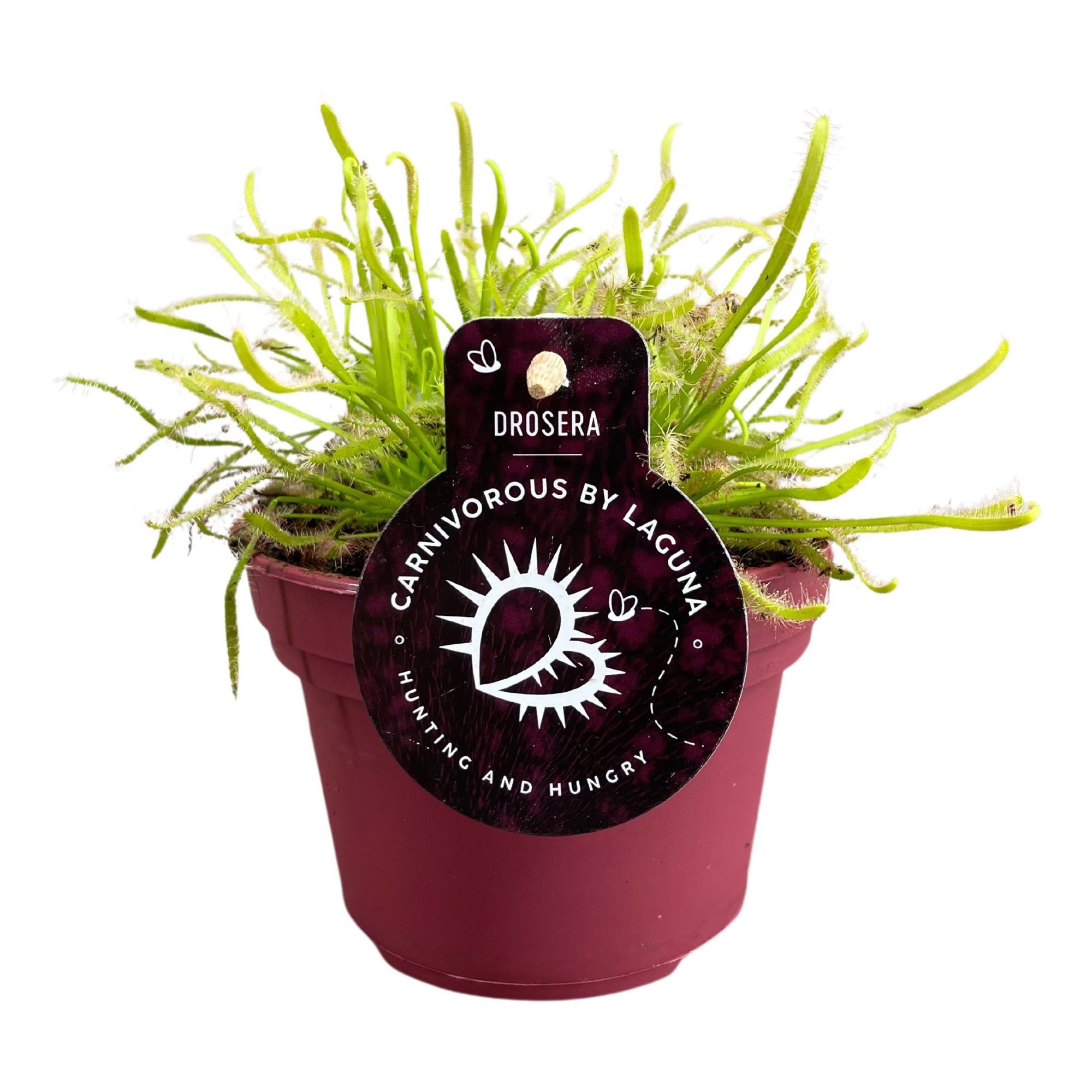 Drosera Capensis 12 cm wit, D 12