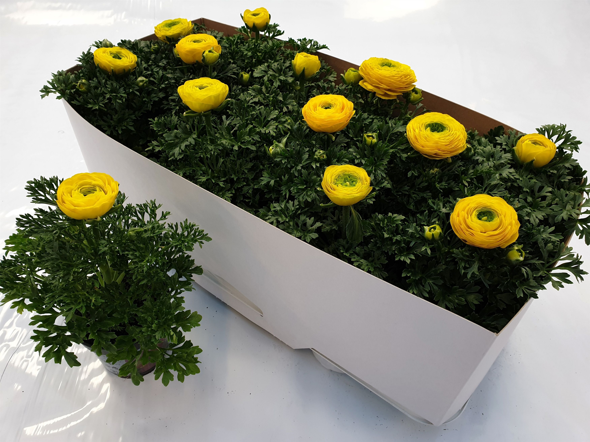 Ranonkel geel, D 10,5