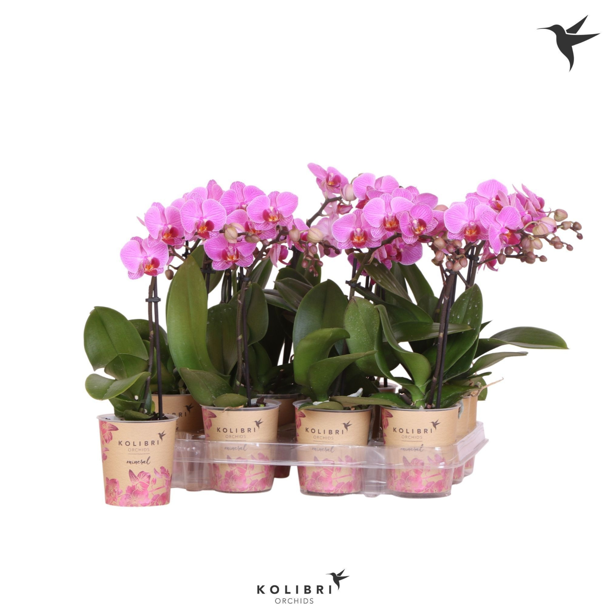 Kolibri Orchids Phalaenopsis Violet 1 spike, D 9