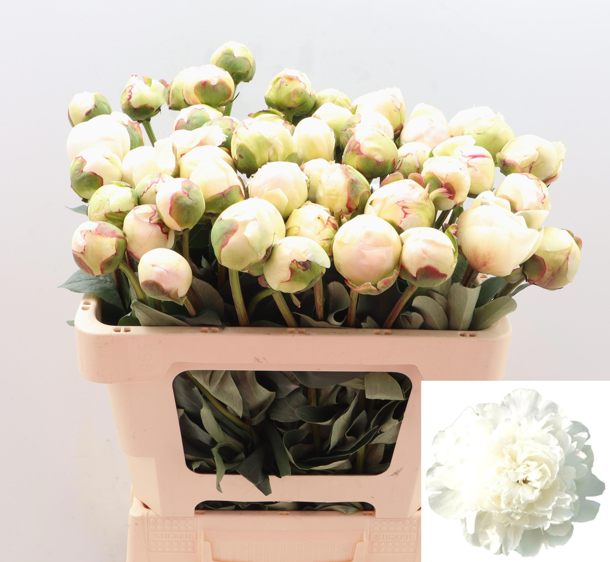 Пион Генри Сасс 55, шт.