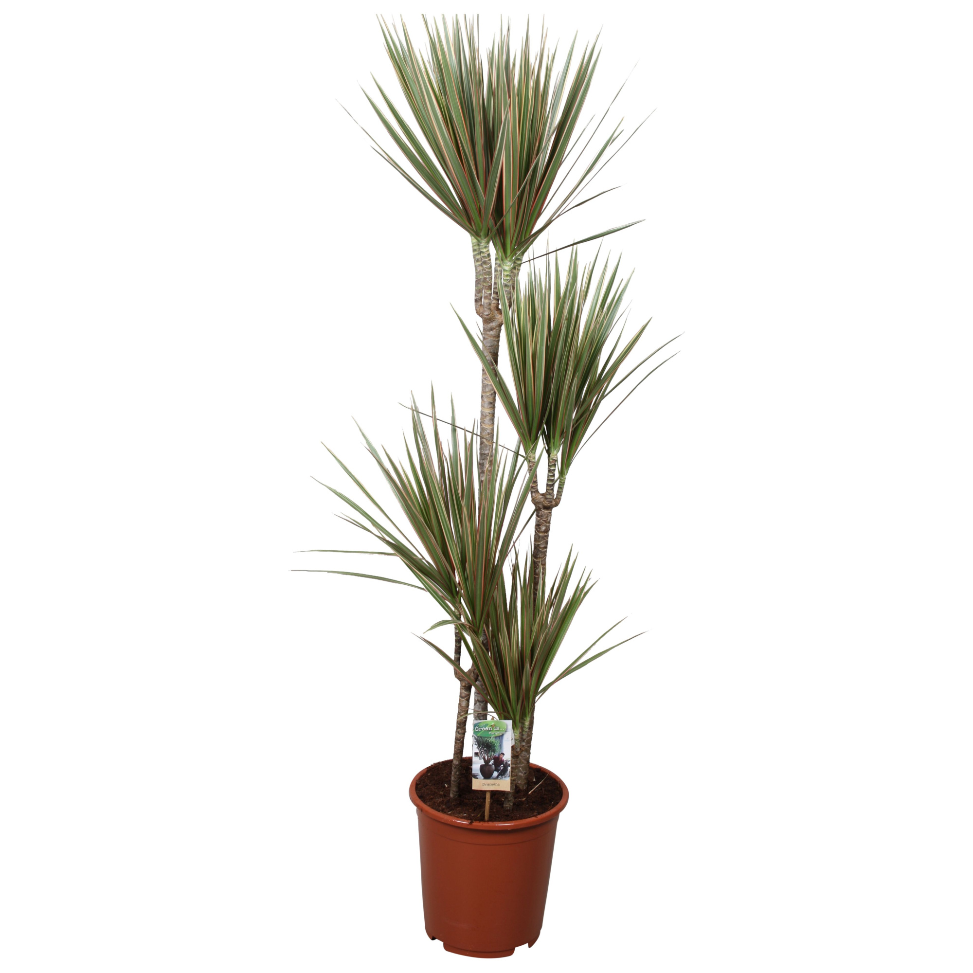 Dracaena Bicolor 90-60-30-15, D 27