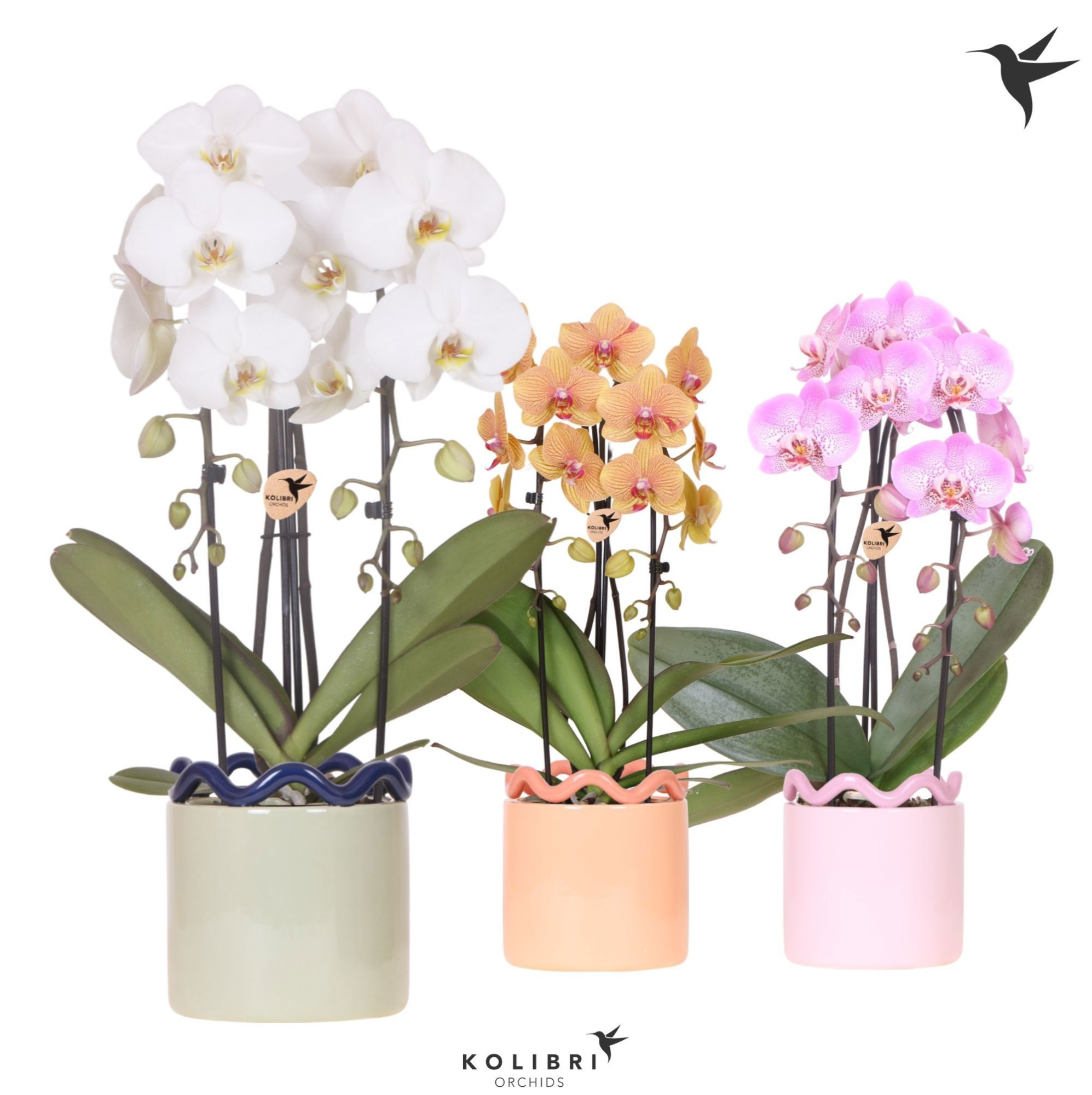 Kolibri Orchids Cascade Niagara Fall mix 2 spike in Funky pot mix, D 12