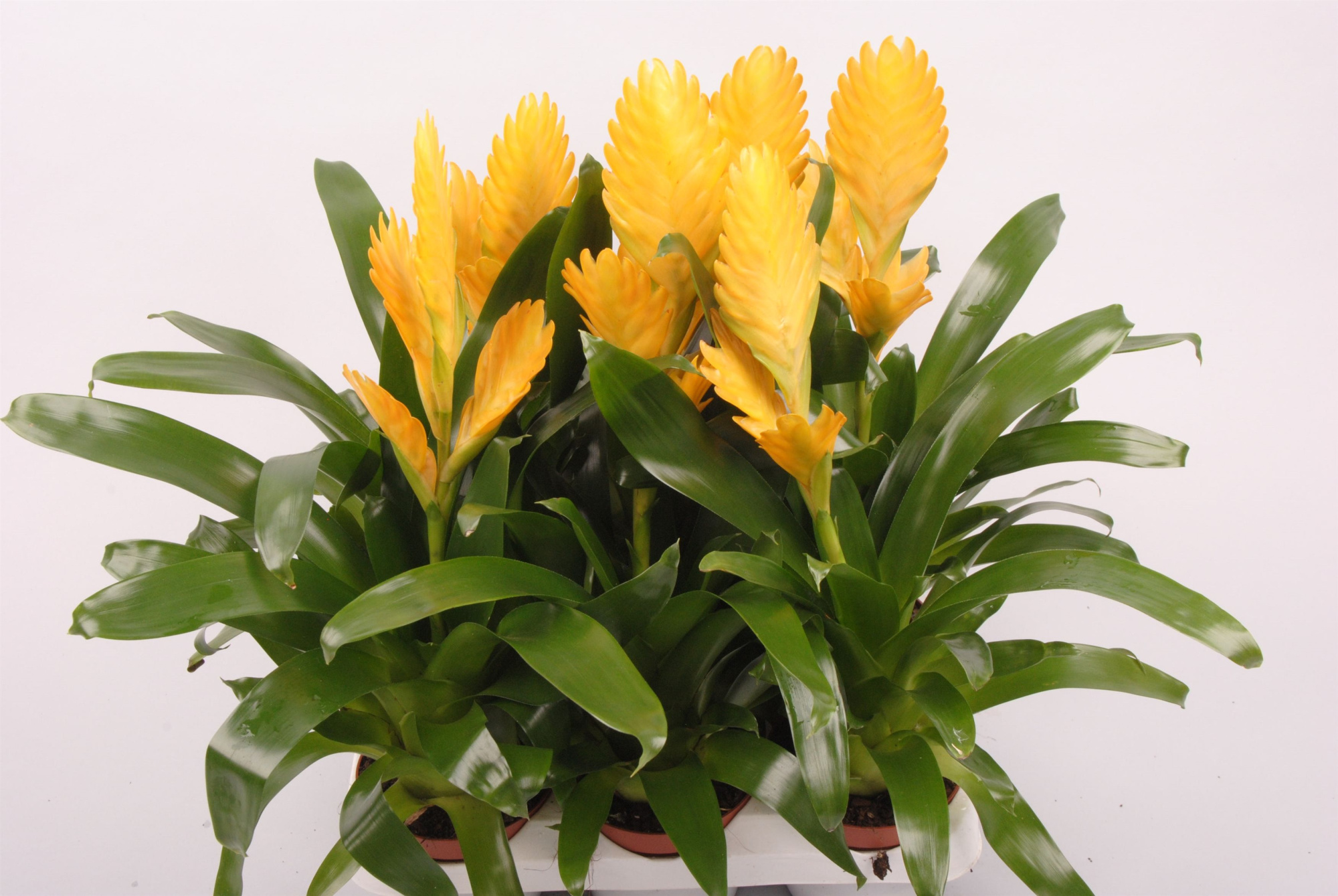 Vriesea Goldstar, D 9