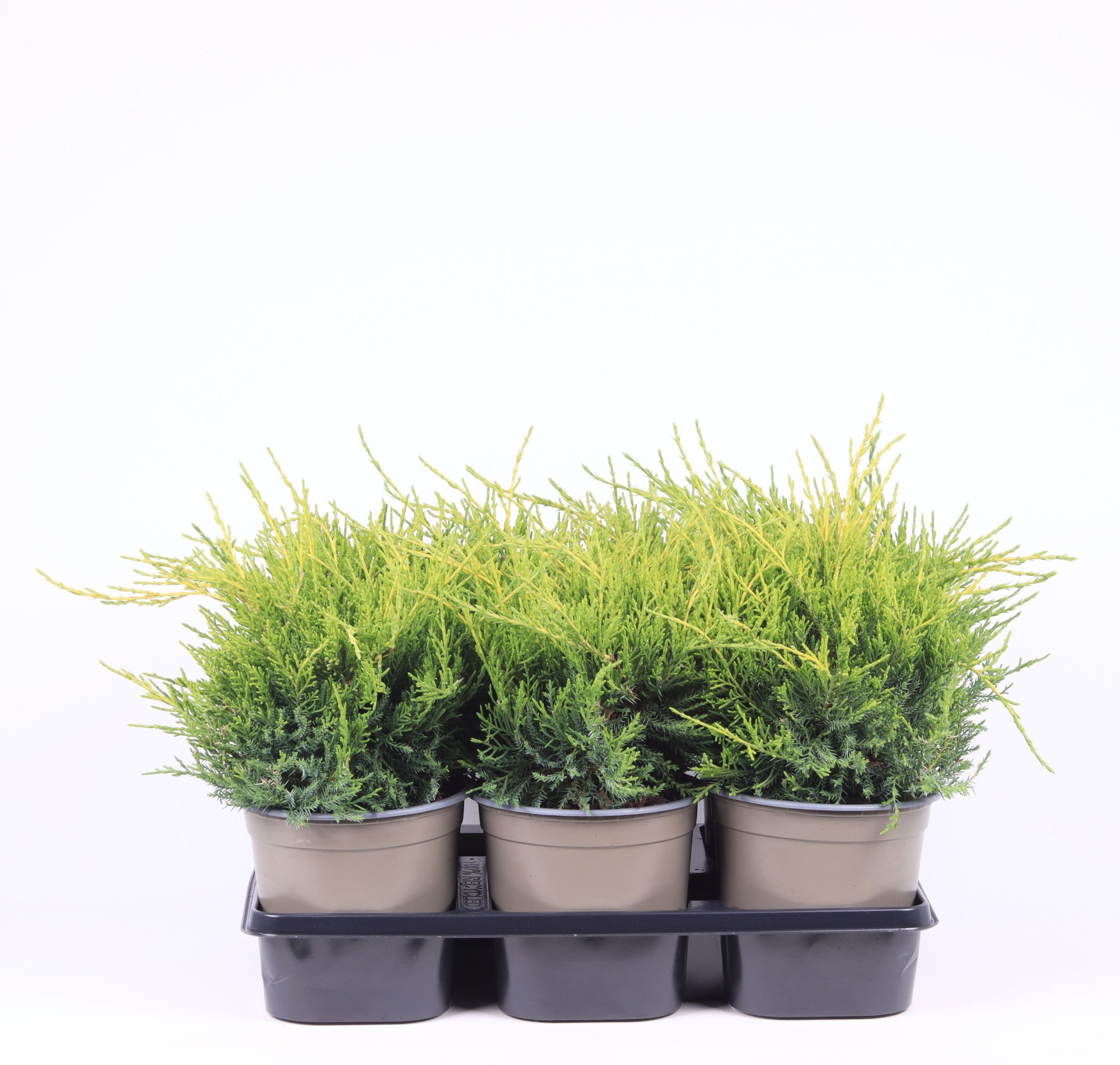 Juniperus x pfitzeriana 'Old Gold', D 15