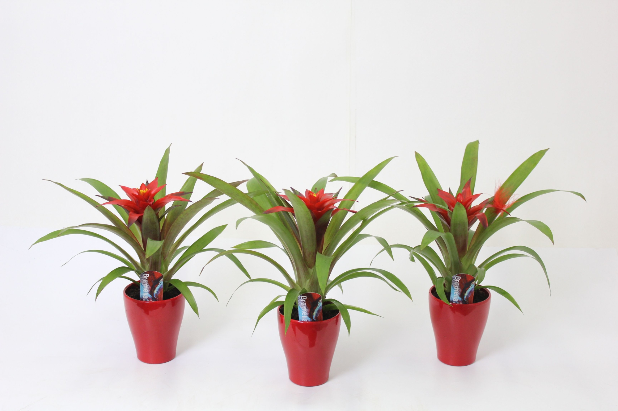 Blitz in Carly Rood, D 10