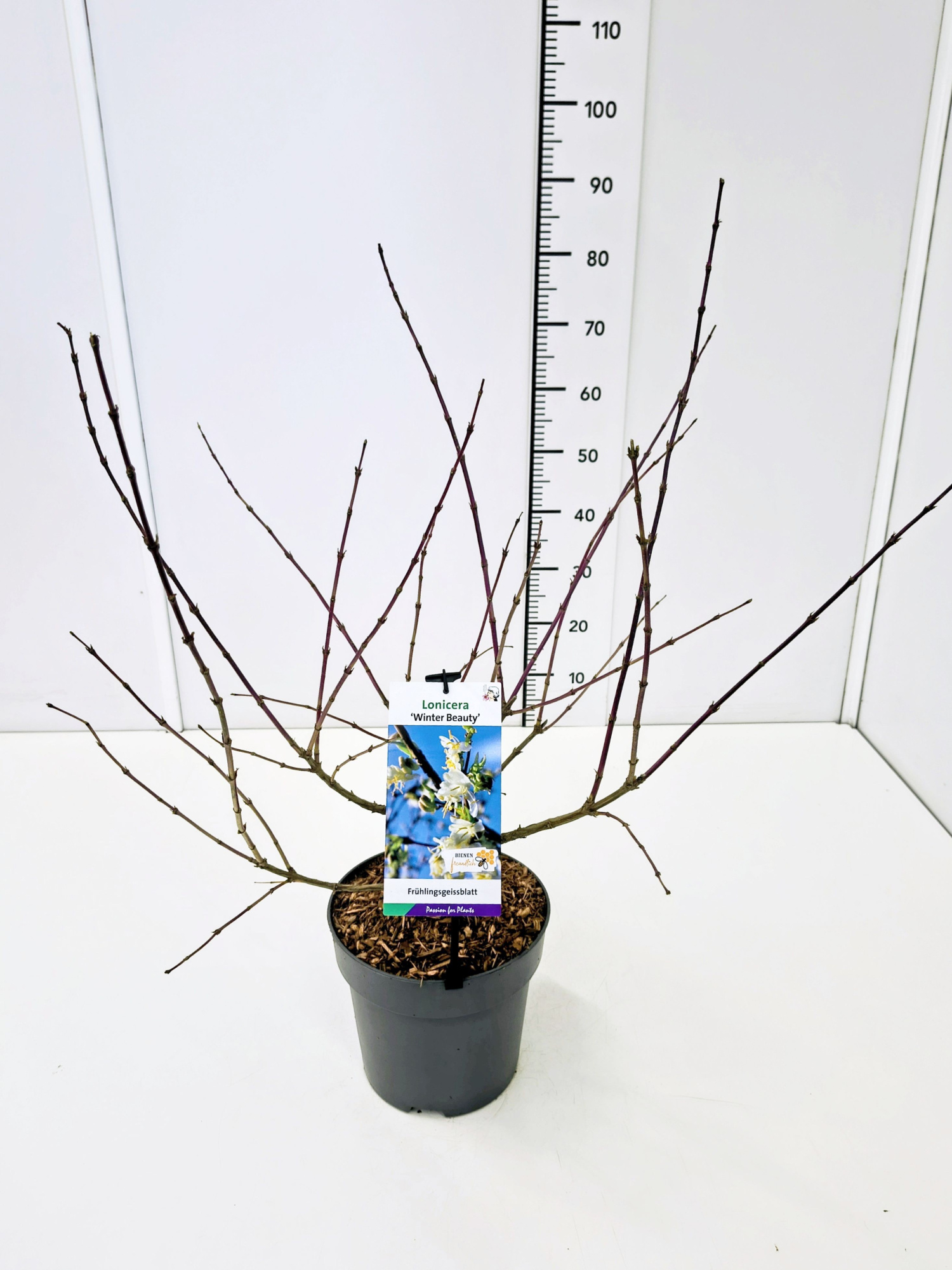 Lonicera pur. 'Winter Beauty' 60-80C5, D 23