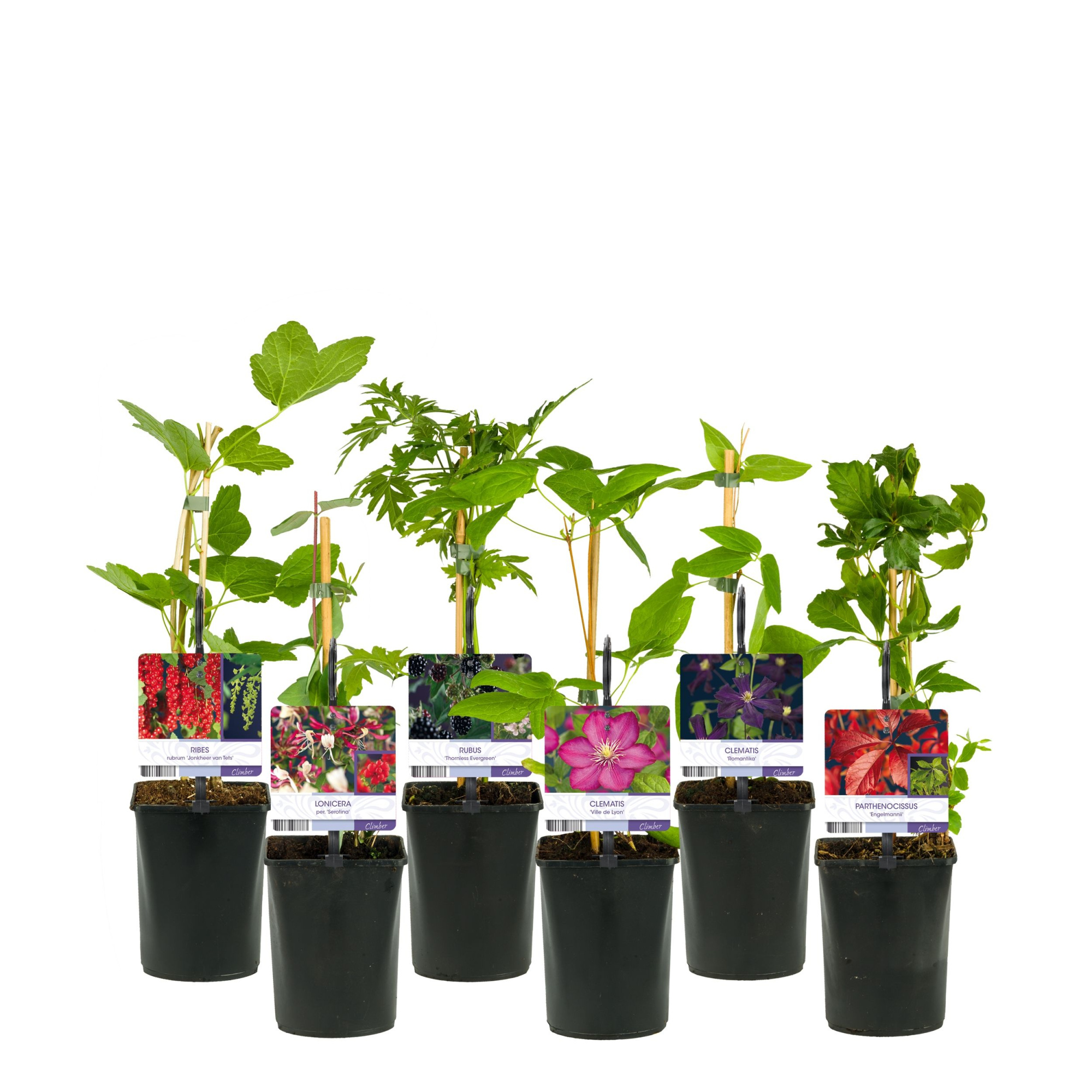 Mixshelf 50% Clematis, 50% Climbers +light label, D 11