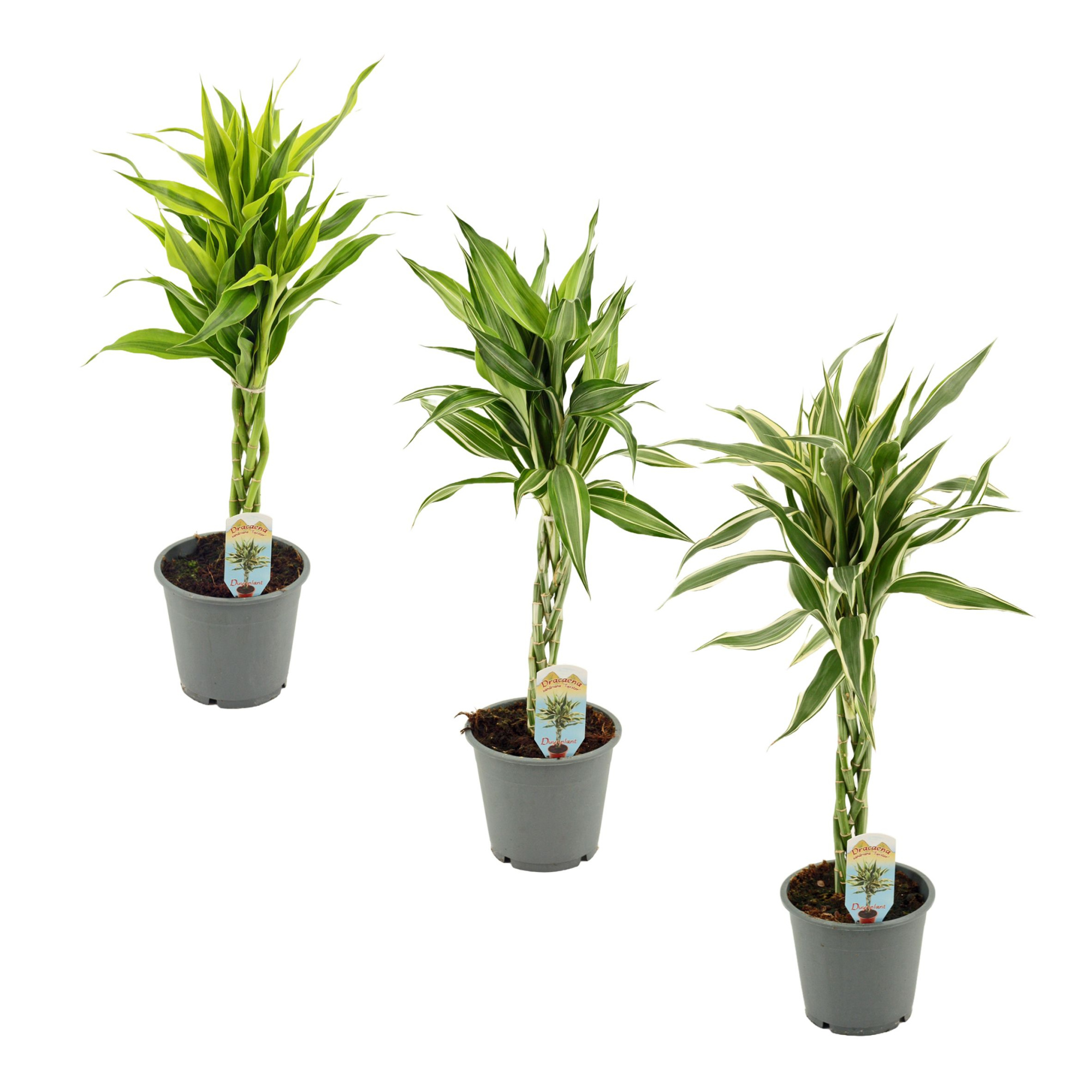 Dracaena Sanderiana vlecht mix 12 cm, D 12
