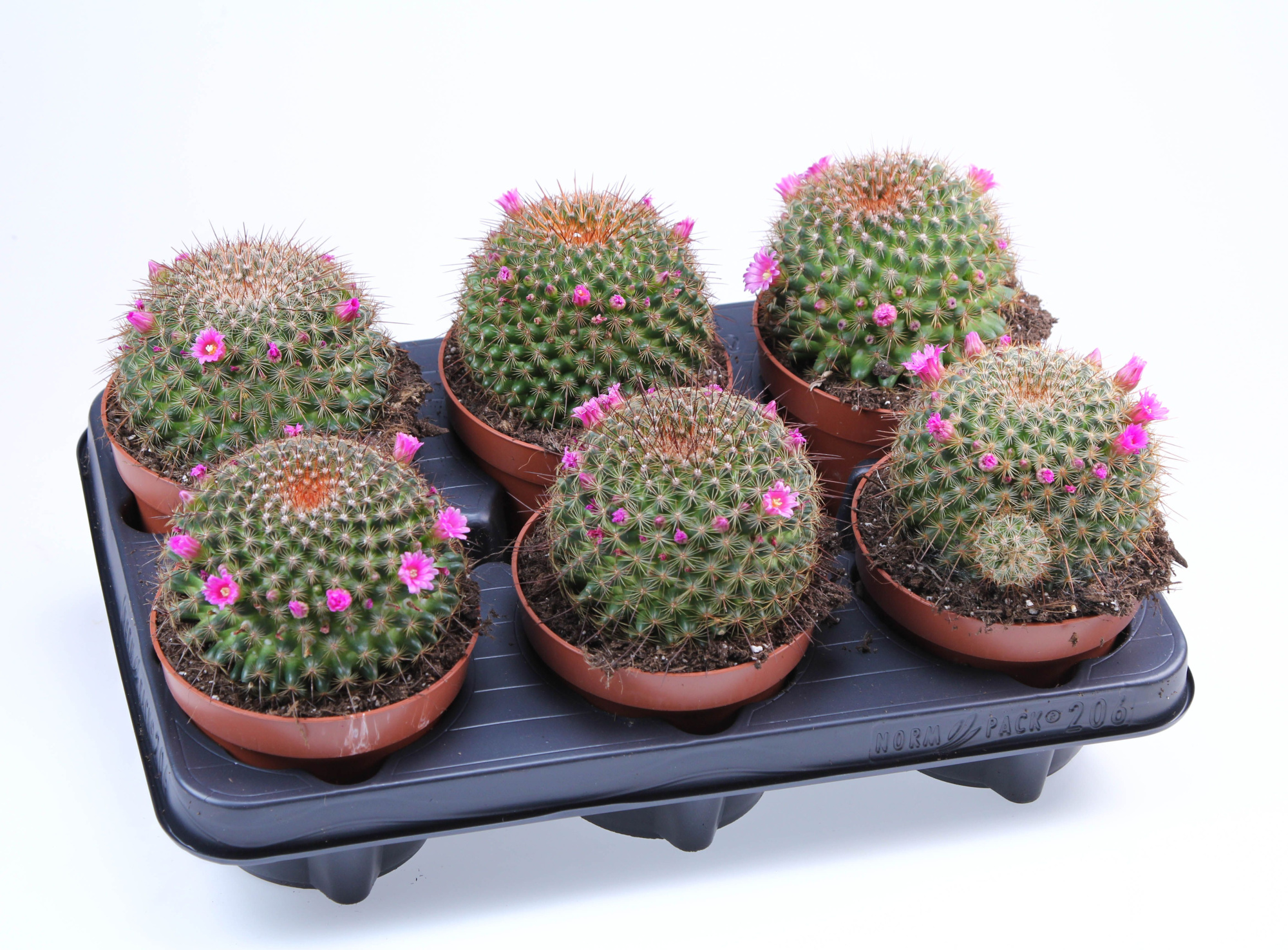 Mammilaria Ginsamaru, D 12