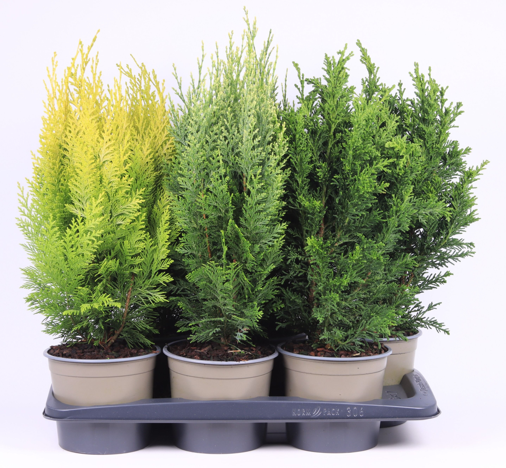 Chamaecyparis gemengde bak, D 17